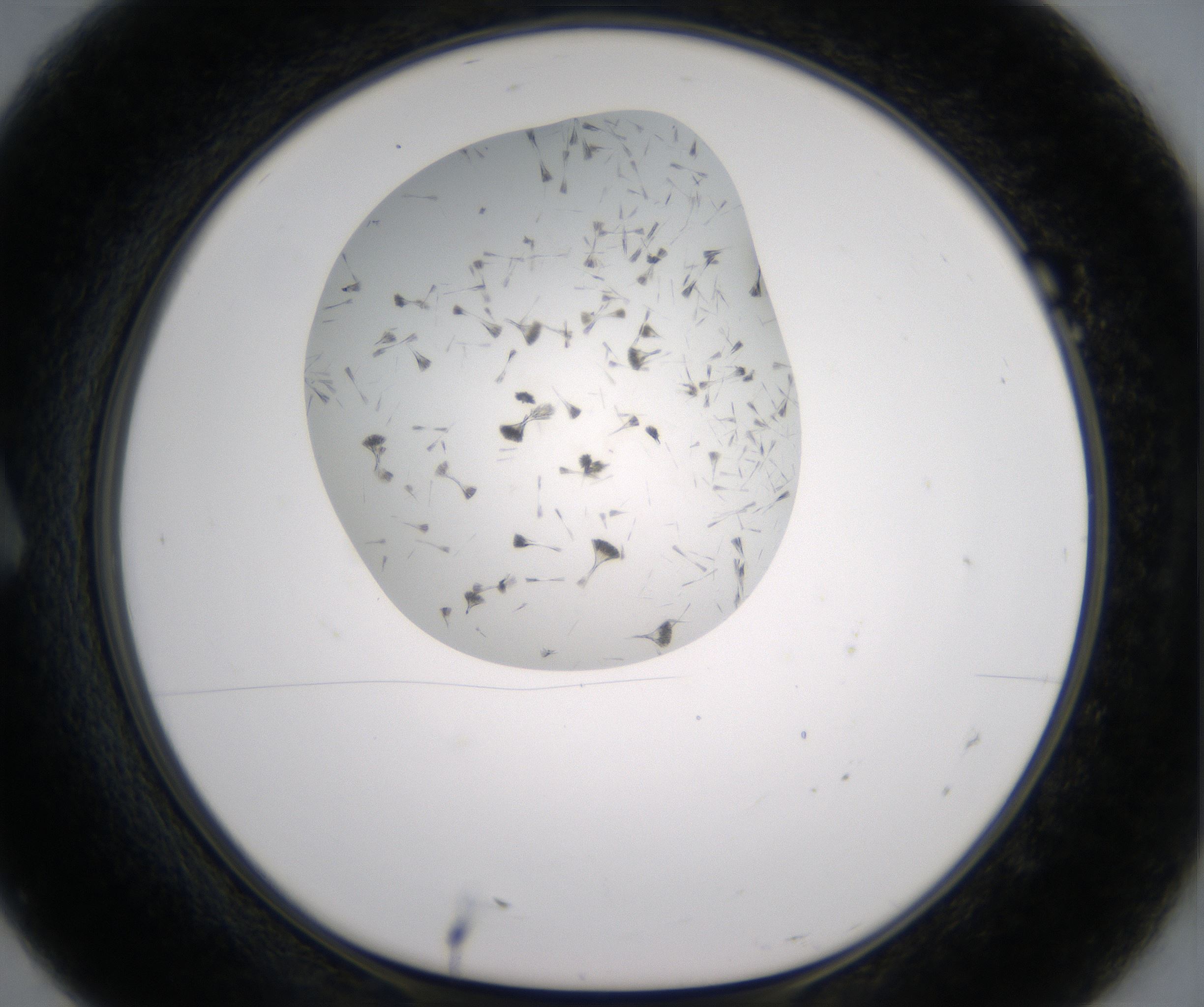 A7_HighResolution_Crystal_1.jpg