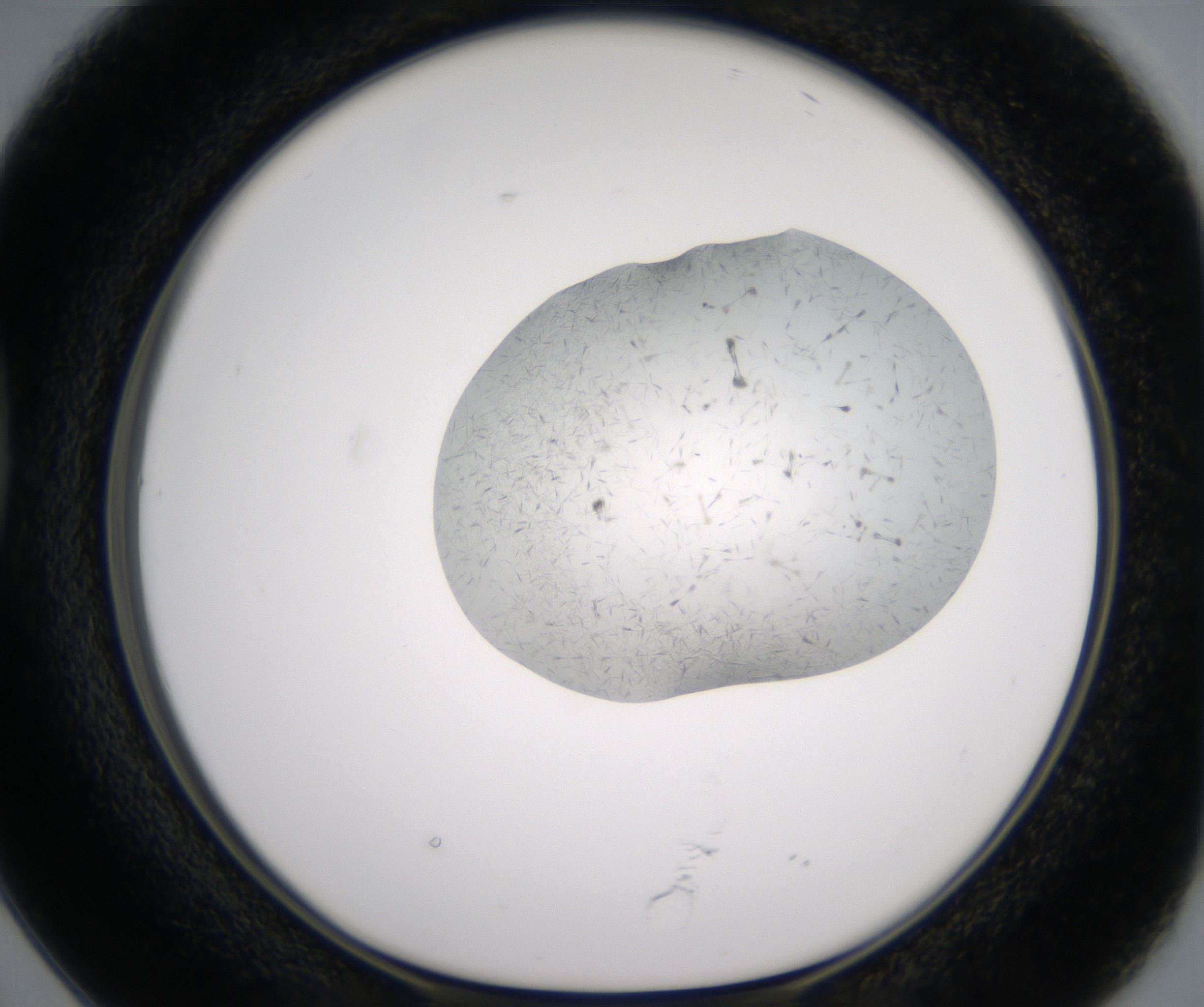 D2_HighResolution_Crystal_1.jpg