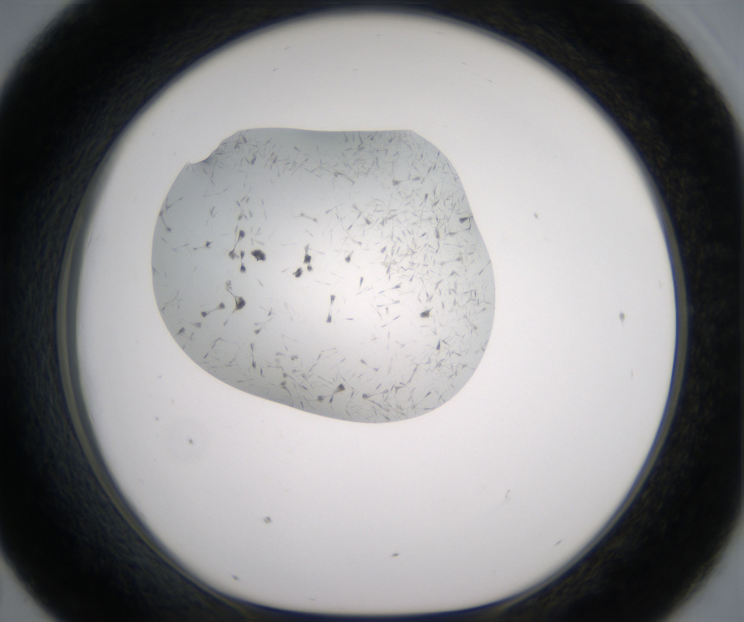 D7_HighResolution_Crystal_1.jpg