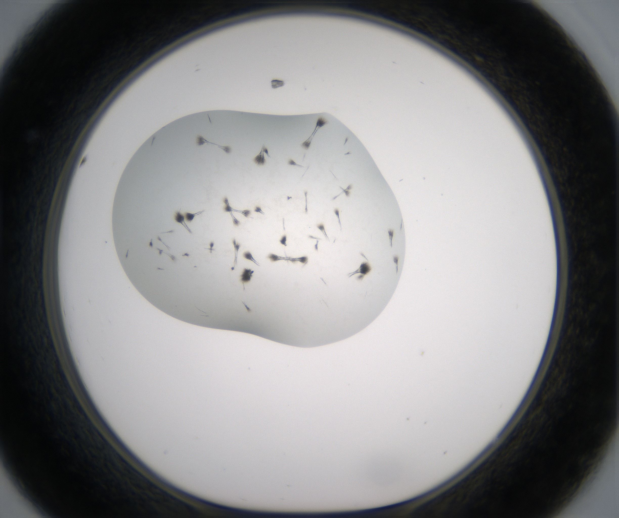 D8_HighResolution_Crystal_1.jpg