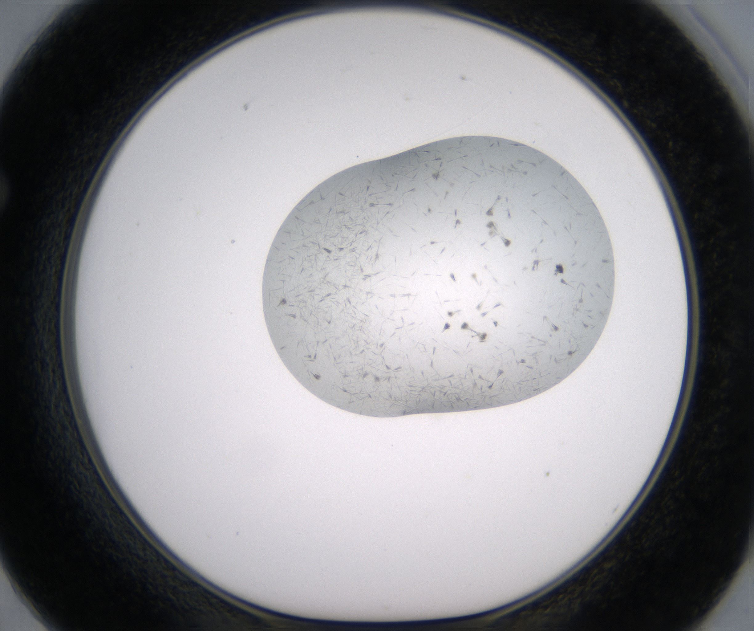 F2_HighResolution_Crystal_1.jpg