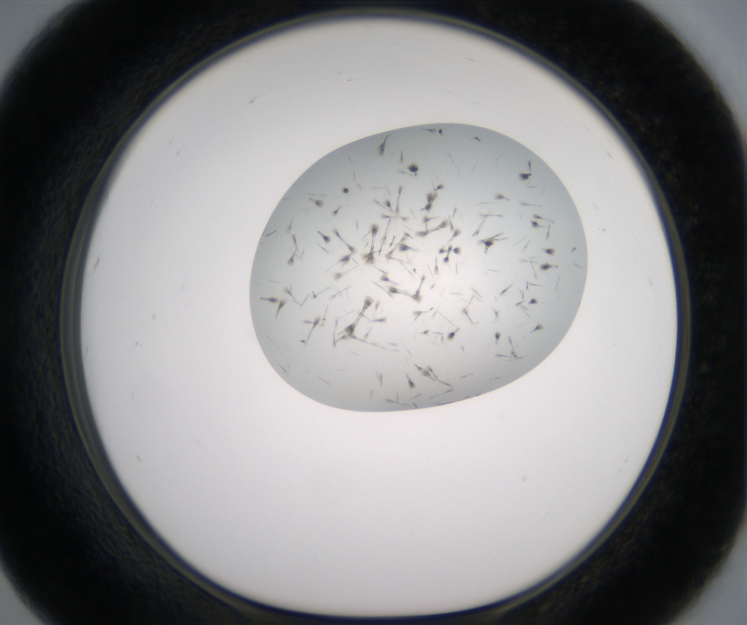 F7_HighResolution_Crystal_1.jpg