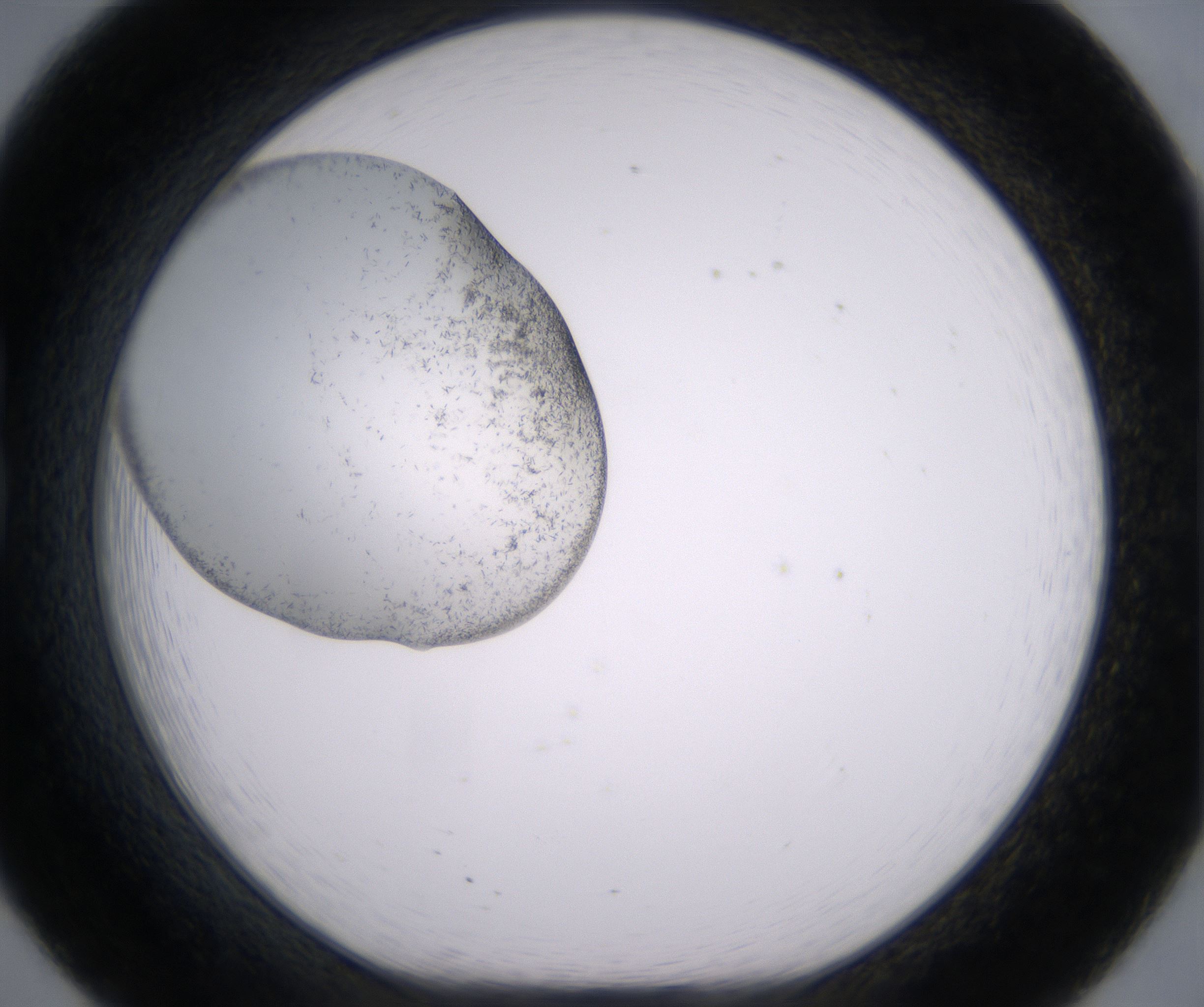 B8_HighResolution_Crystal_1.jpg