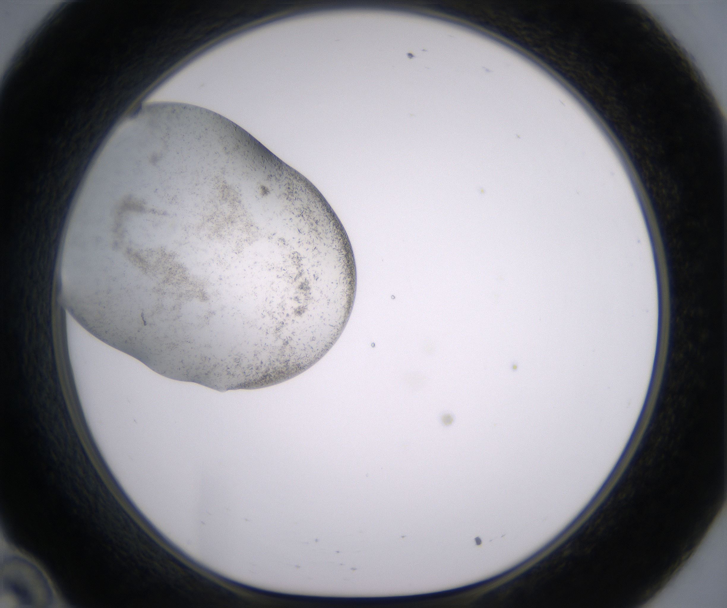 C10_HighResolution_Crystal_1.jpg