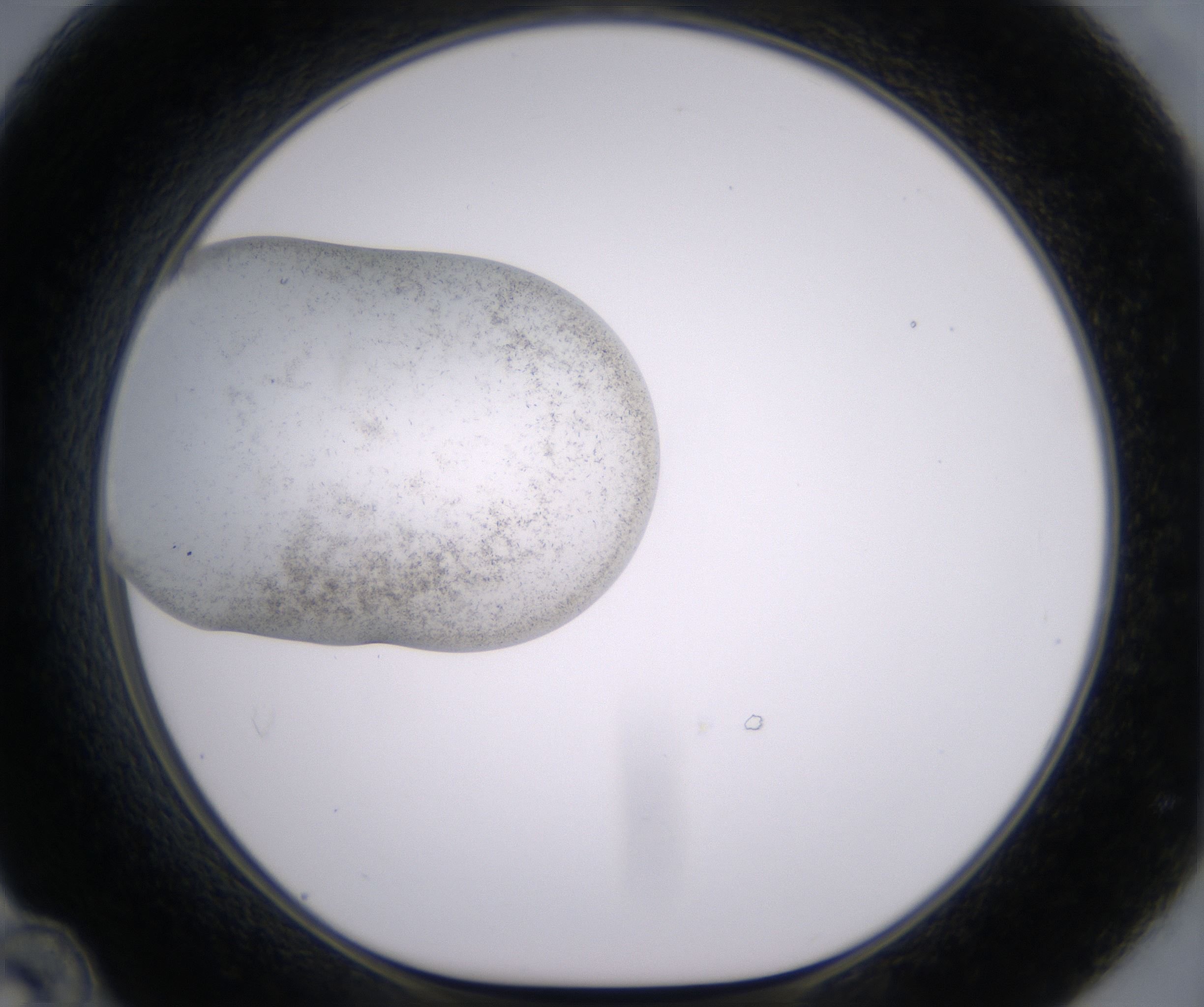 D12_HighResolution_Crystal_1.jpg
