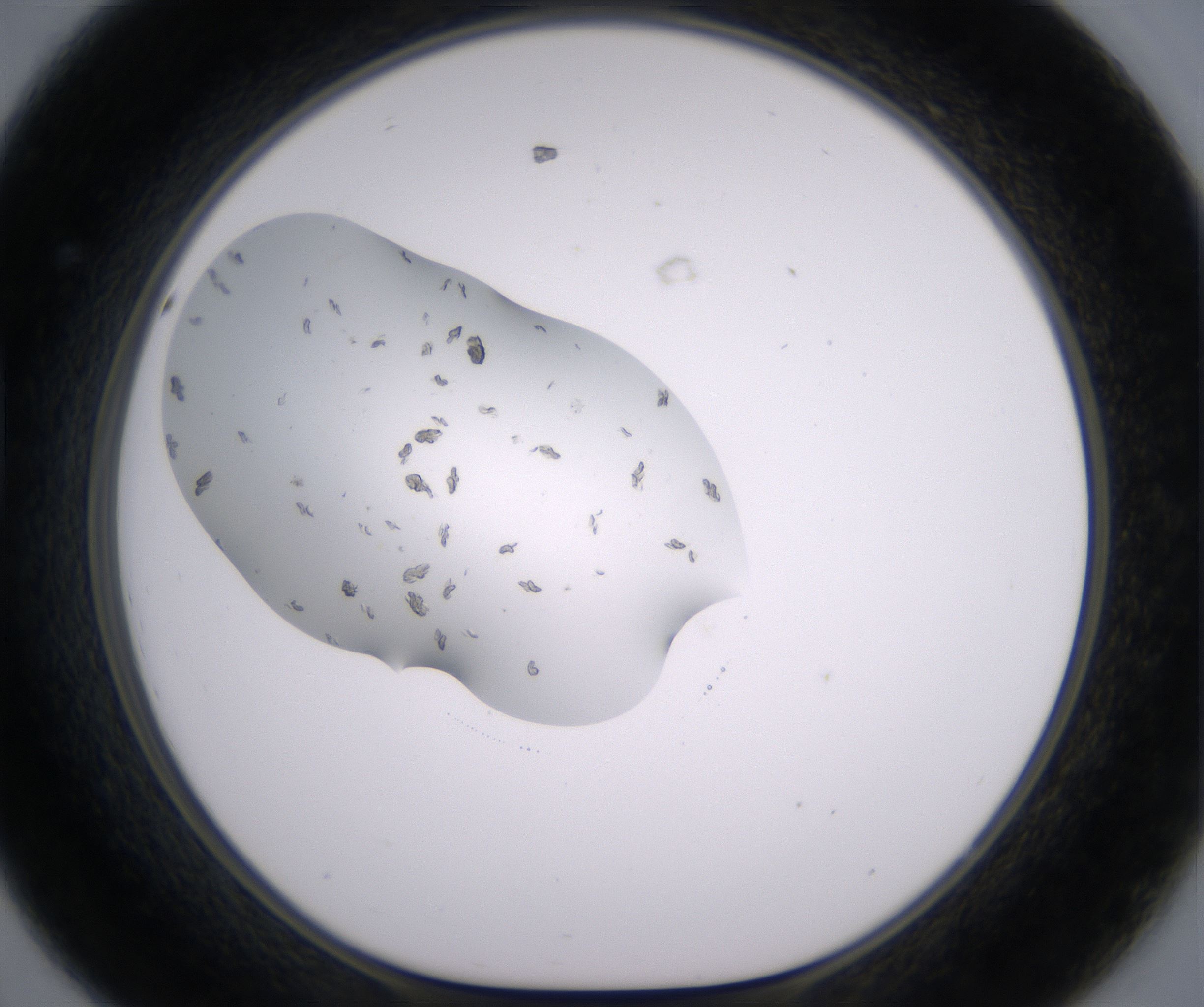 D8_HighResolution_Crystal_1.jpg