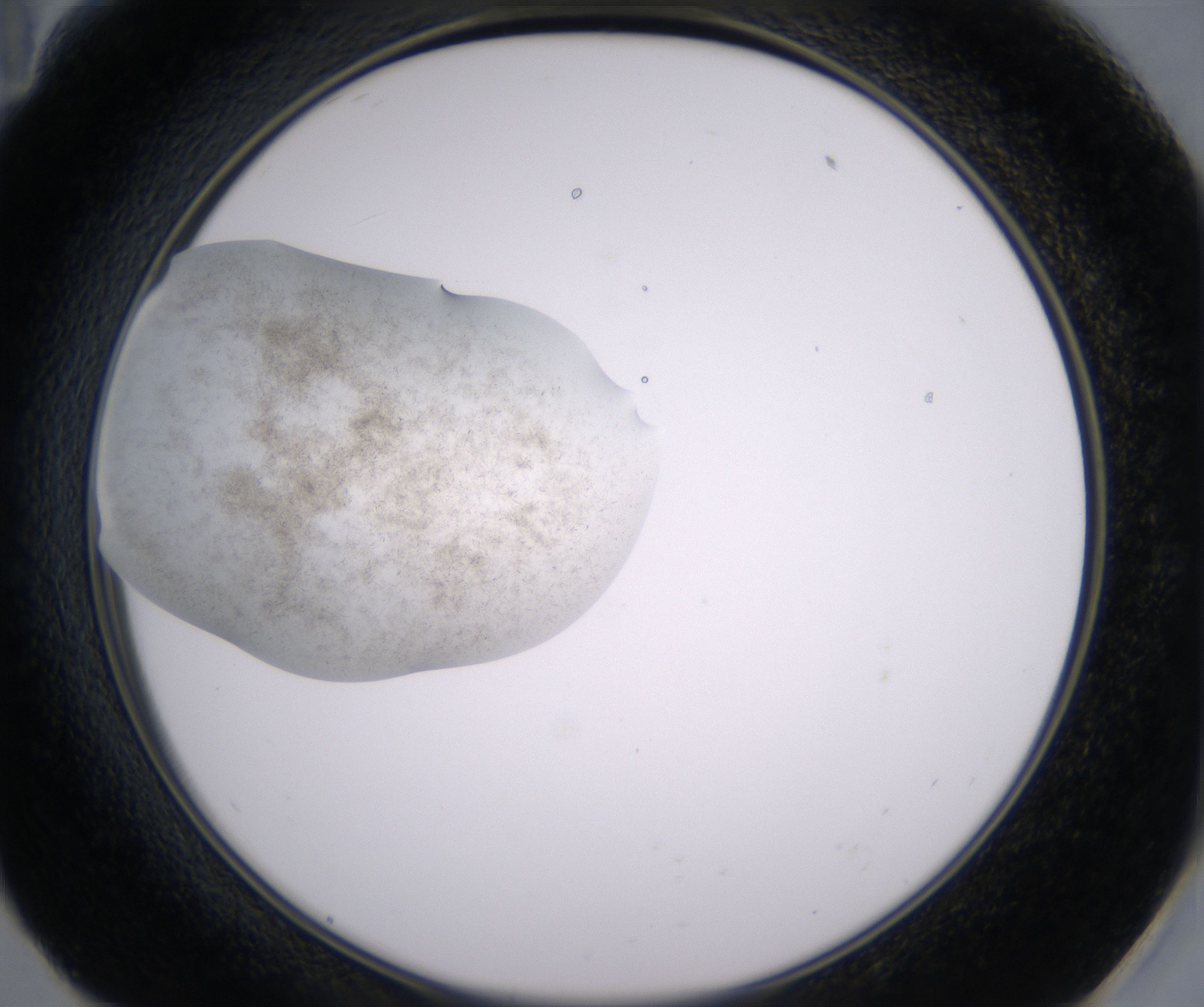 E11_HighResolution_Crystal_2.jpg