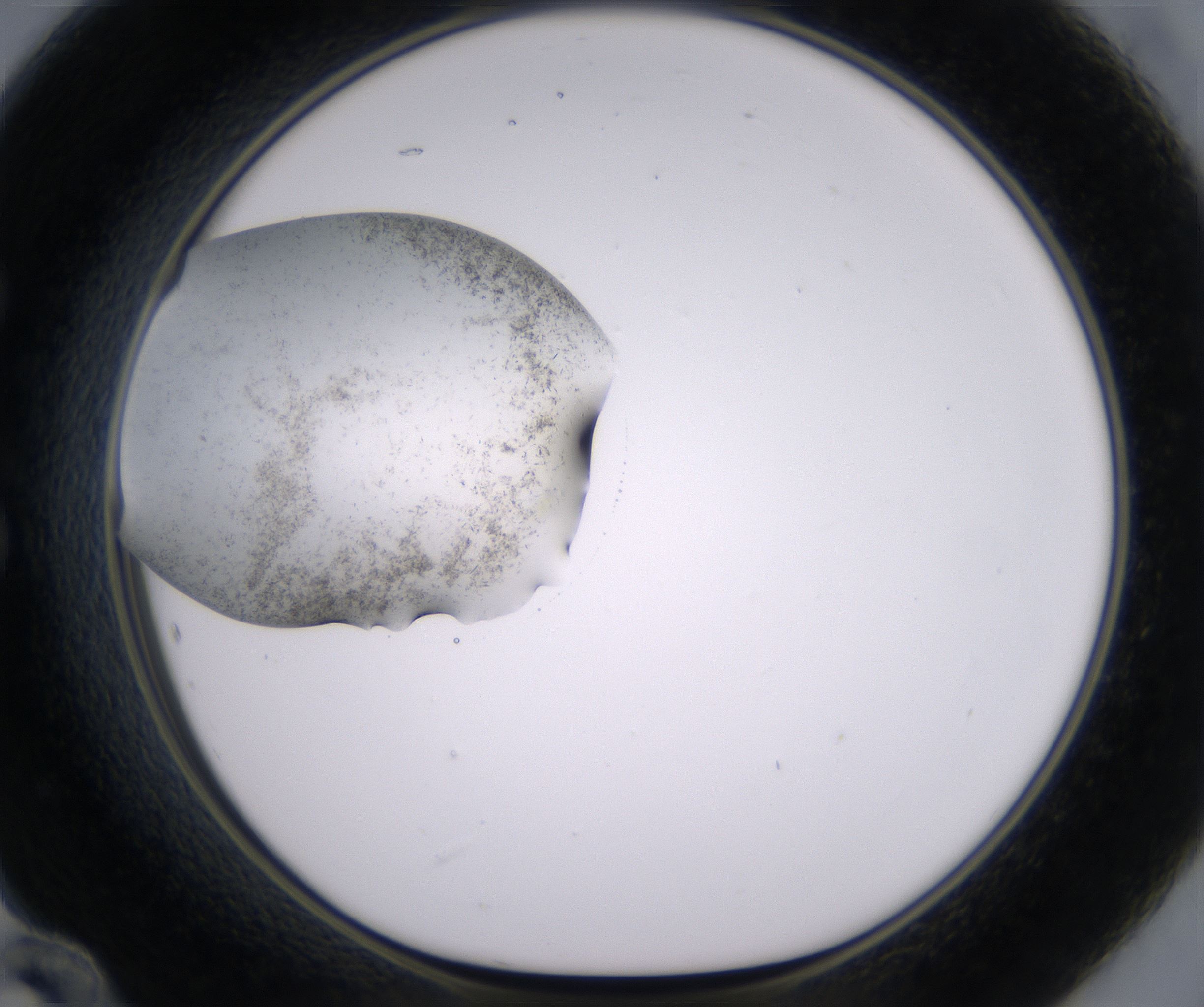 E12_HighResolution_Crystal_1.jpg