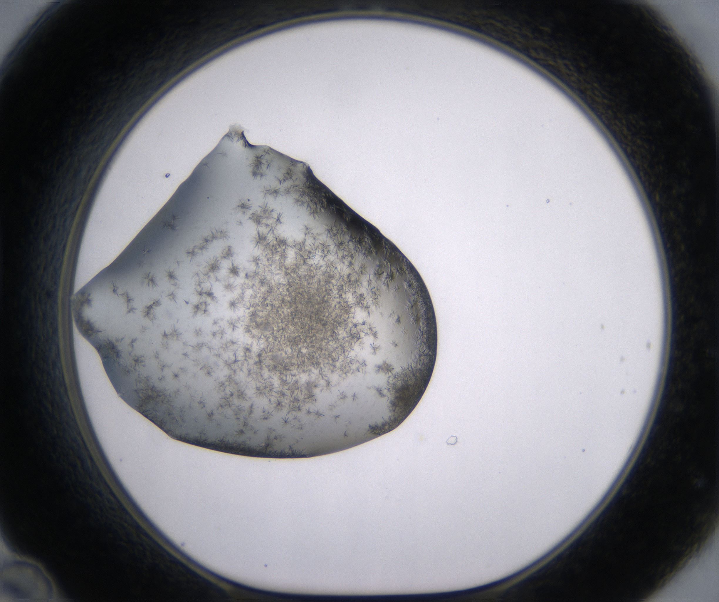 D12_HighResolution_Crystal_1.jpg