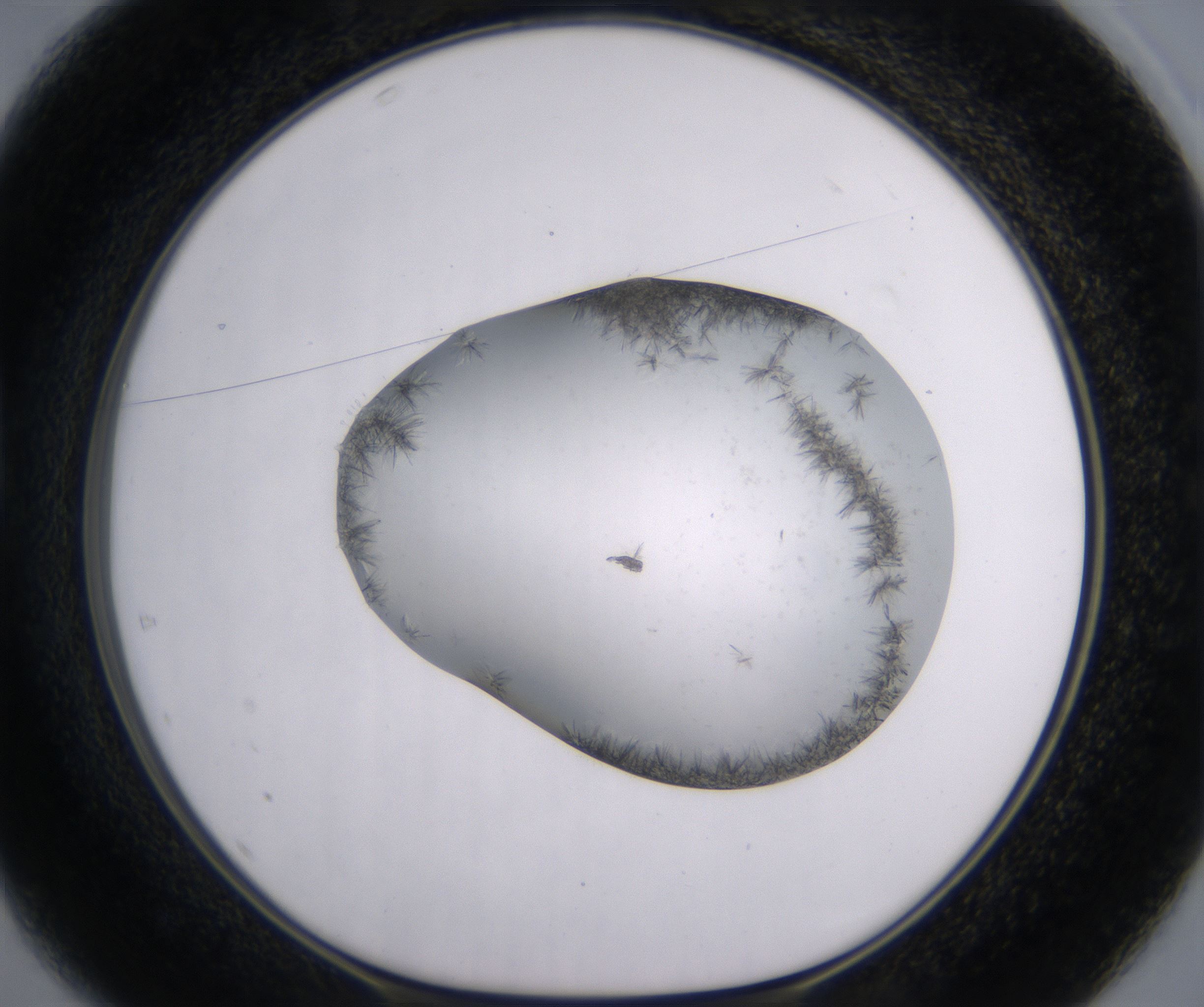D1_HighResolution_Crystal_1.jpg