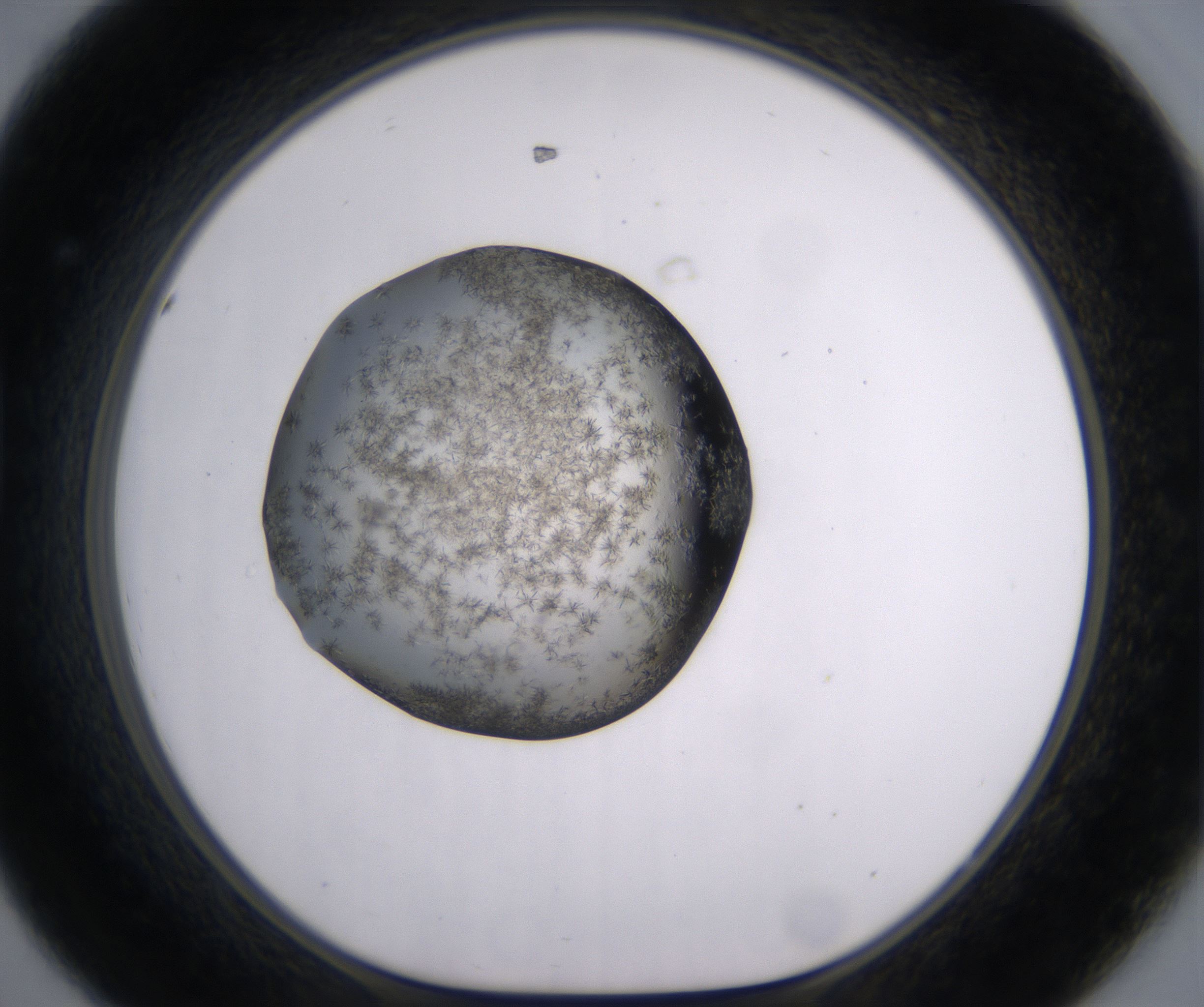 D8_HighResolution_Crystal_1.jpg