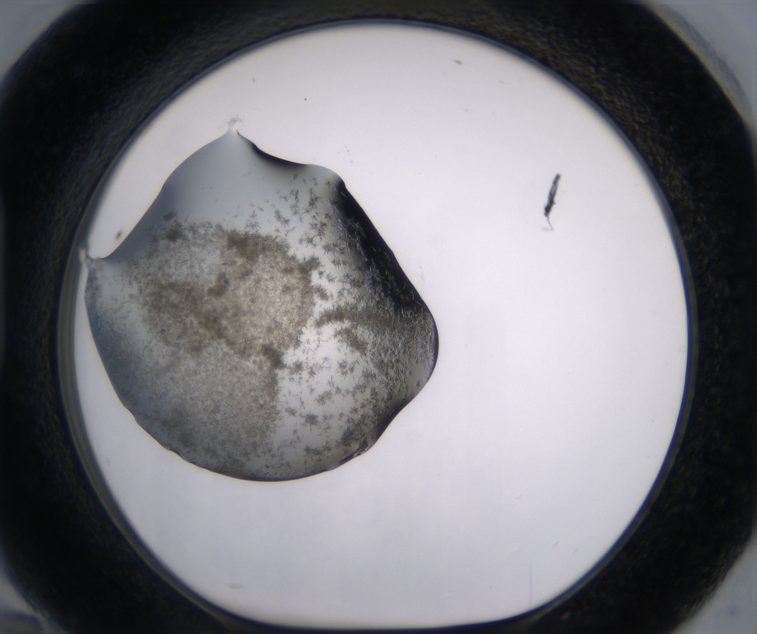 H10_HighResolution_Crystal_1.jpg