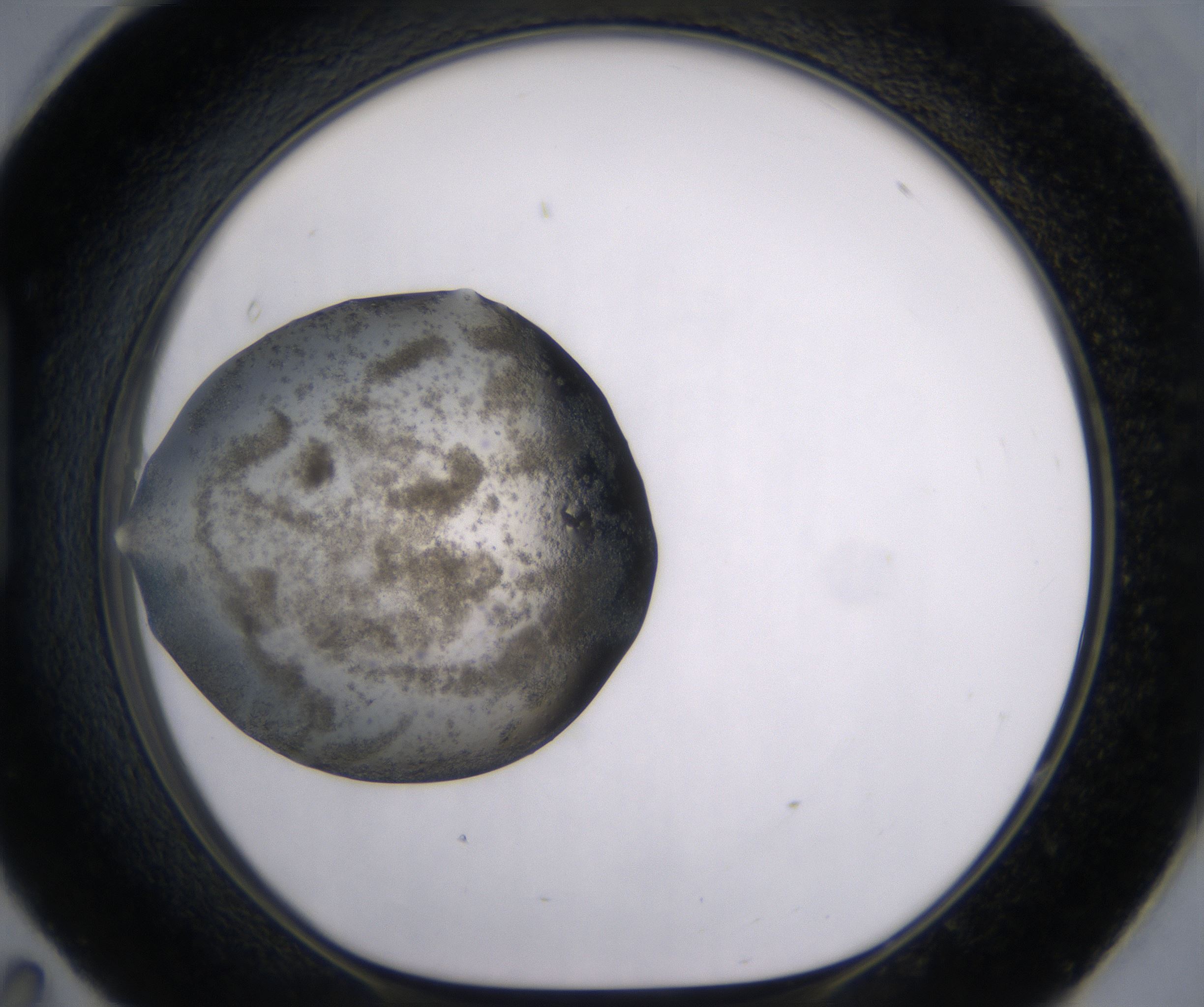 H11_HighResolution_Crystal_1.jpg