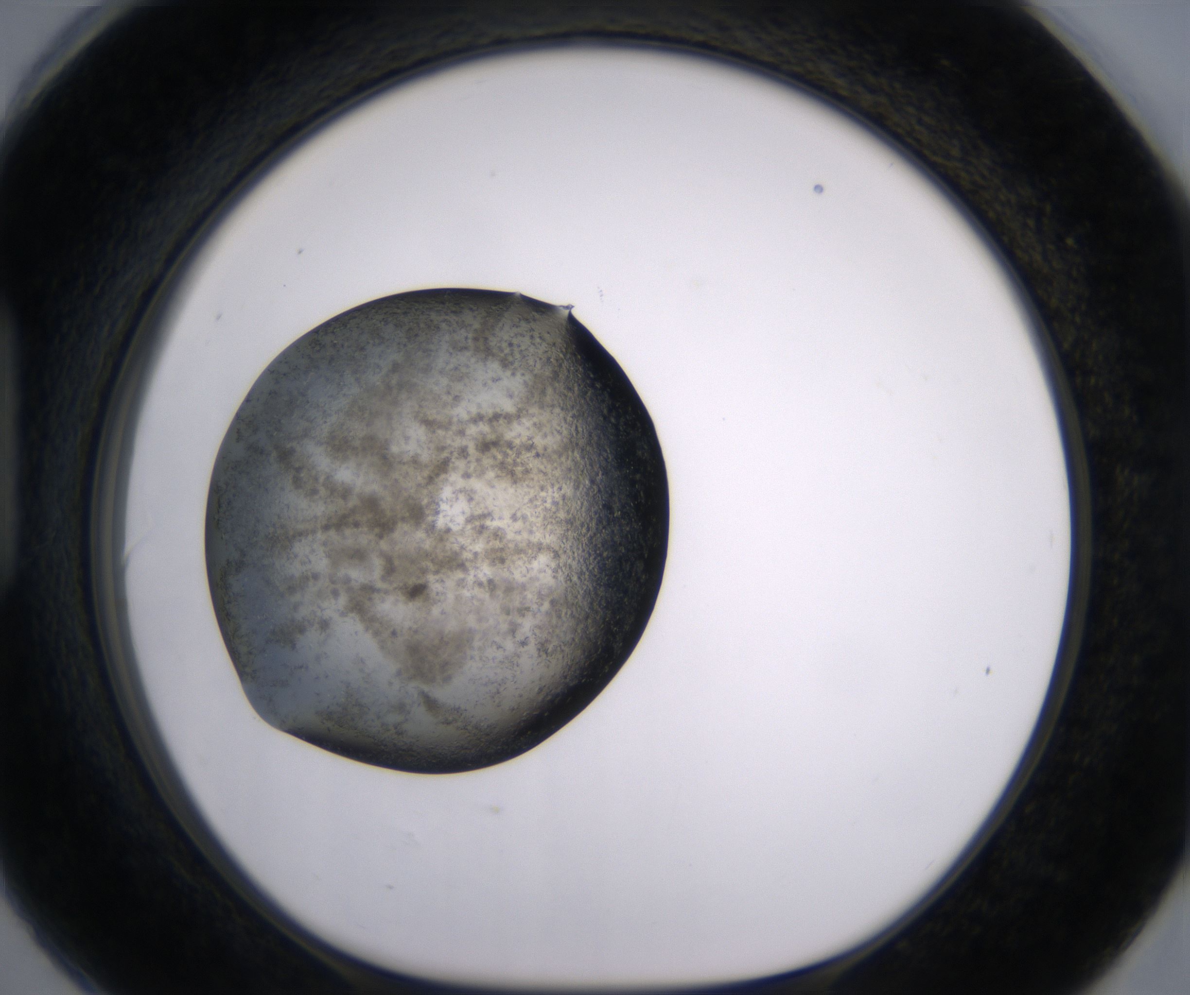 H6_HighResolution_Crystal_1.jpg