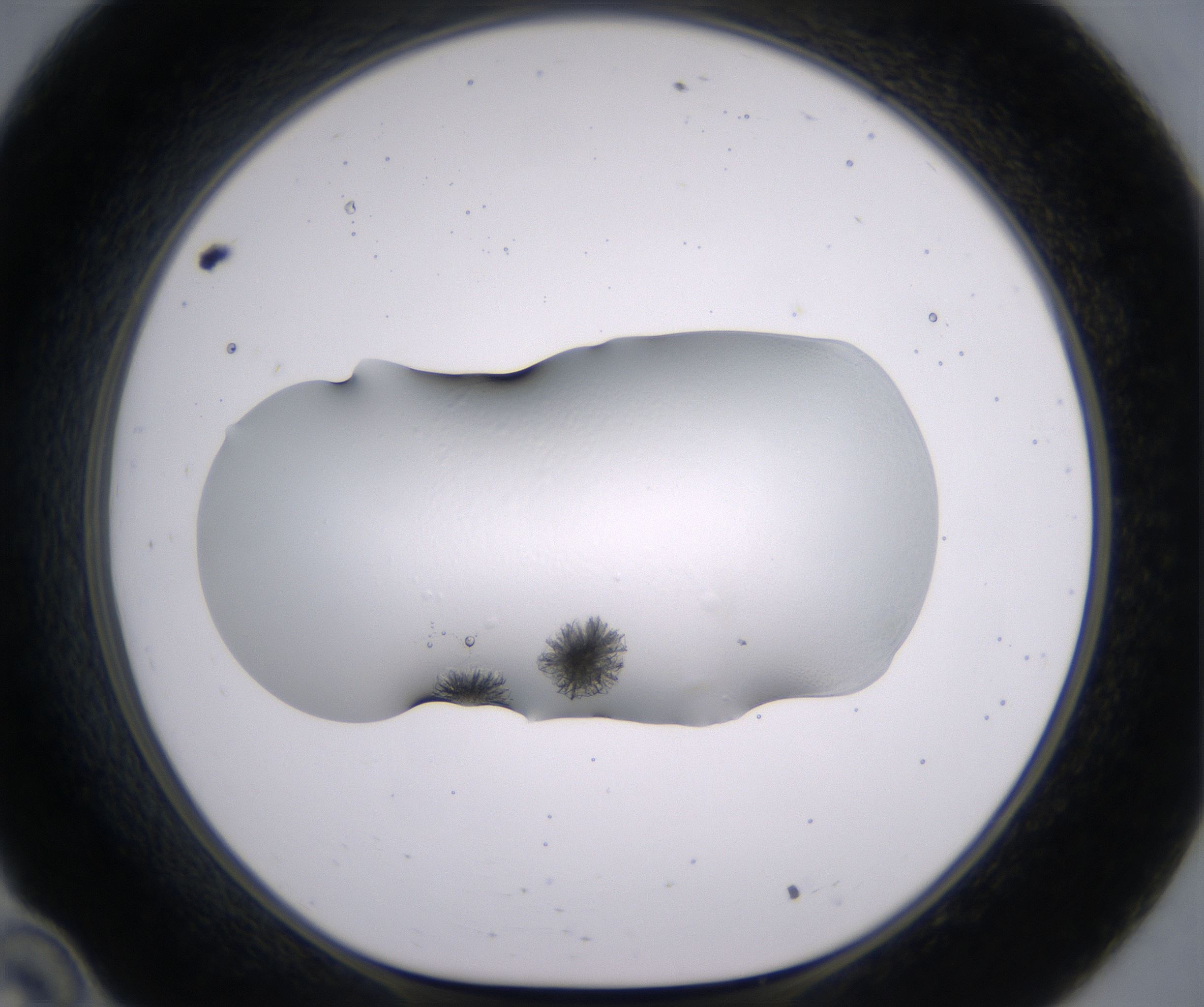 C10_HighResolution_Crystal_1.jpg