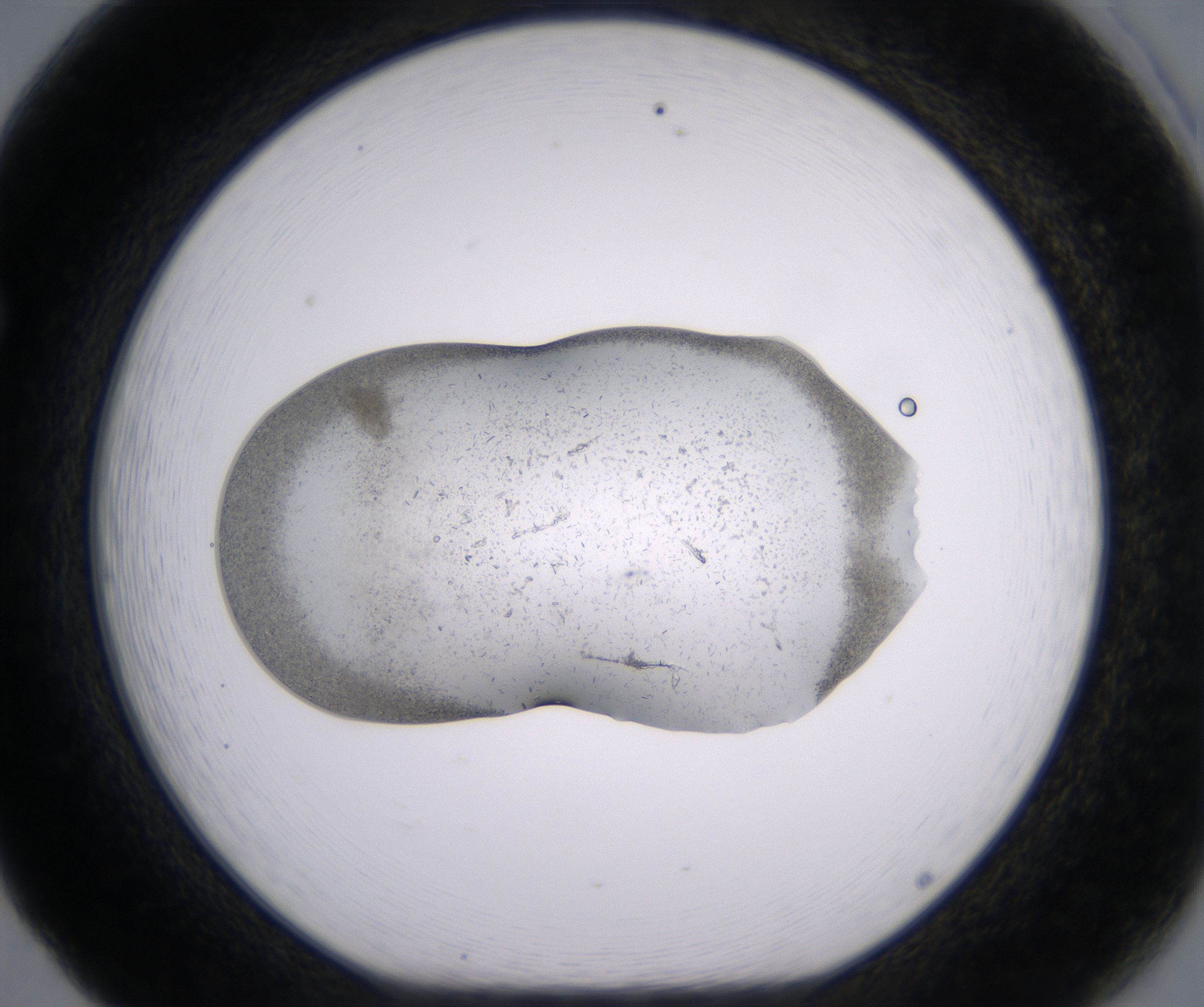 F5_HighResolution_Precipitate_1.jpg