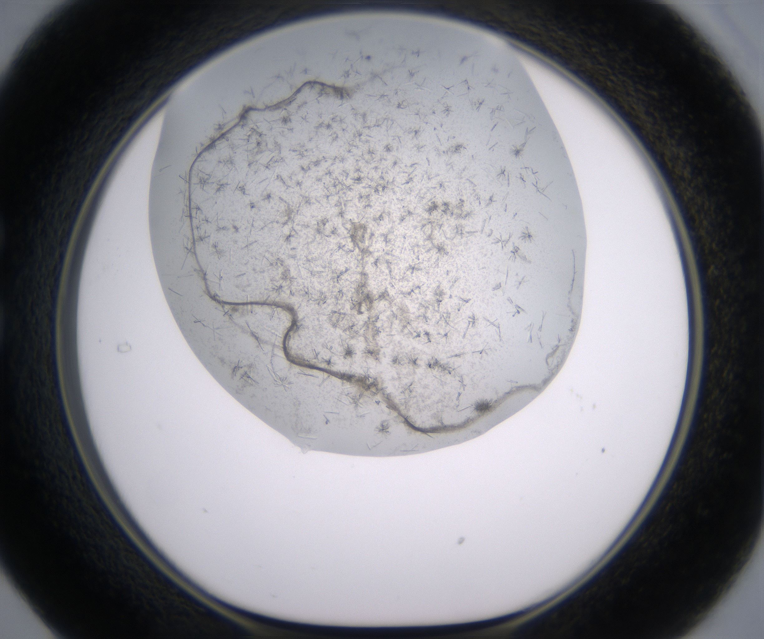 C5_HighResolution_Crystal_1.jpg