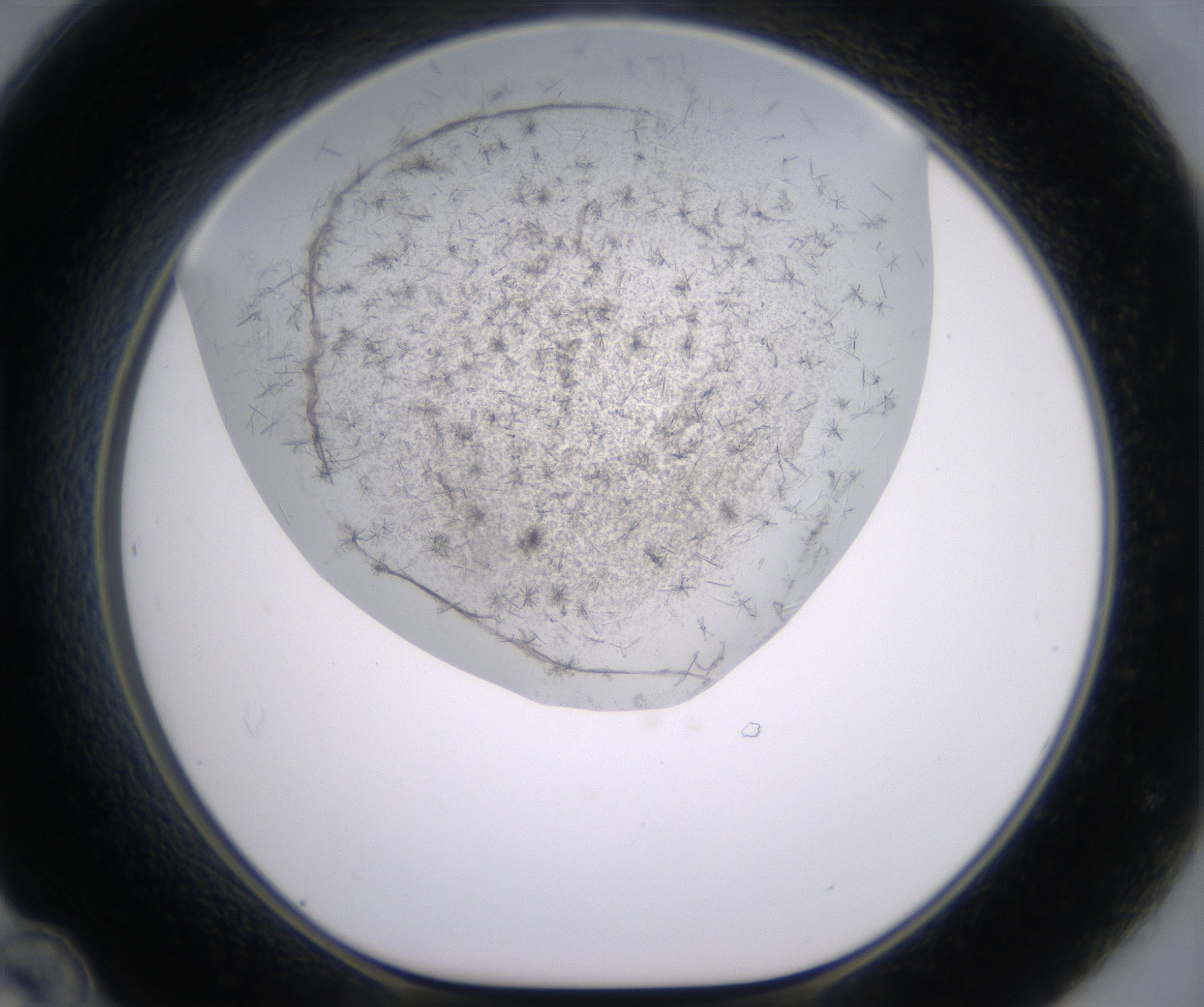 D12_HighResolution_Crystal_1.jpg