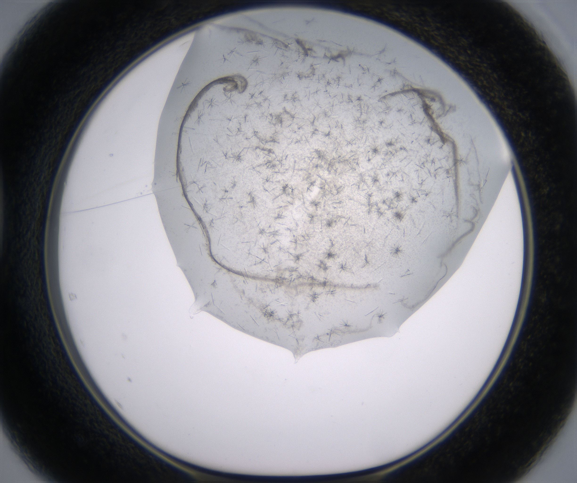 D1_HighResolution_Crystal_1.jpg