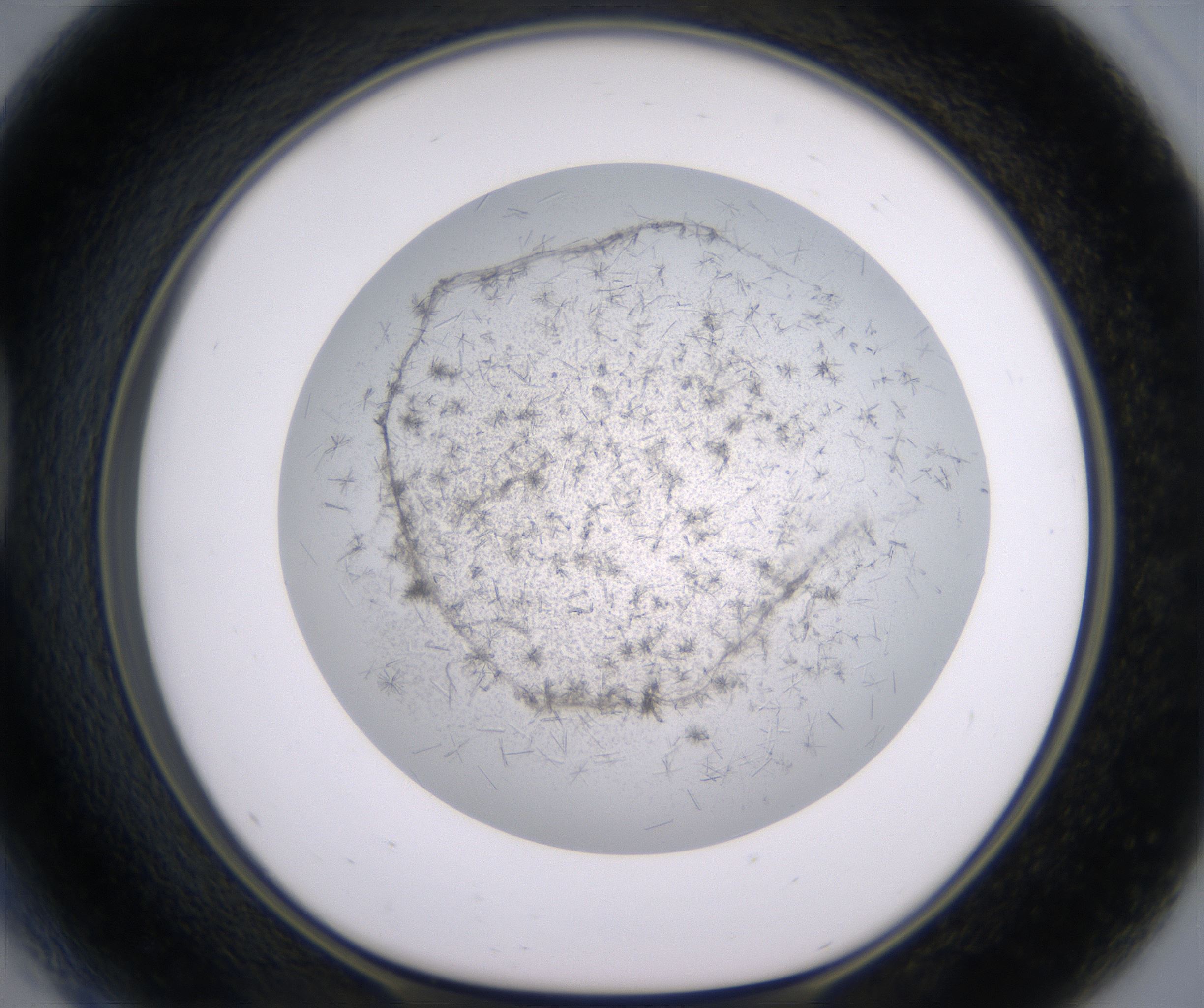 D5_HighResolution_Crystal_1.jpg