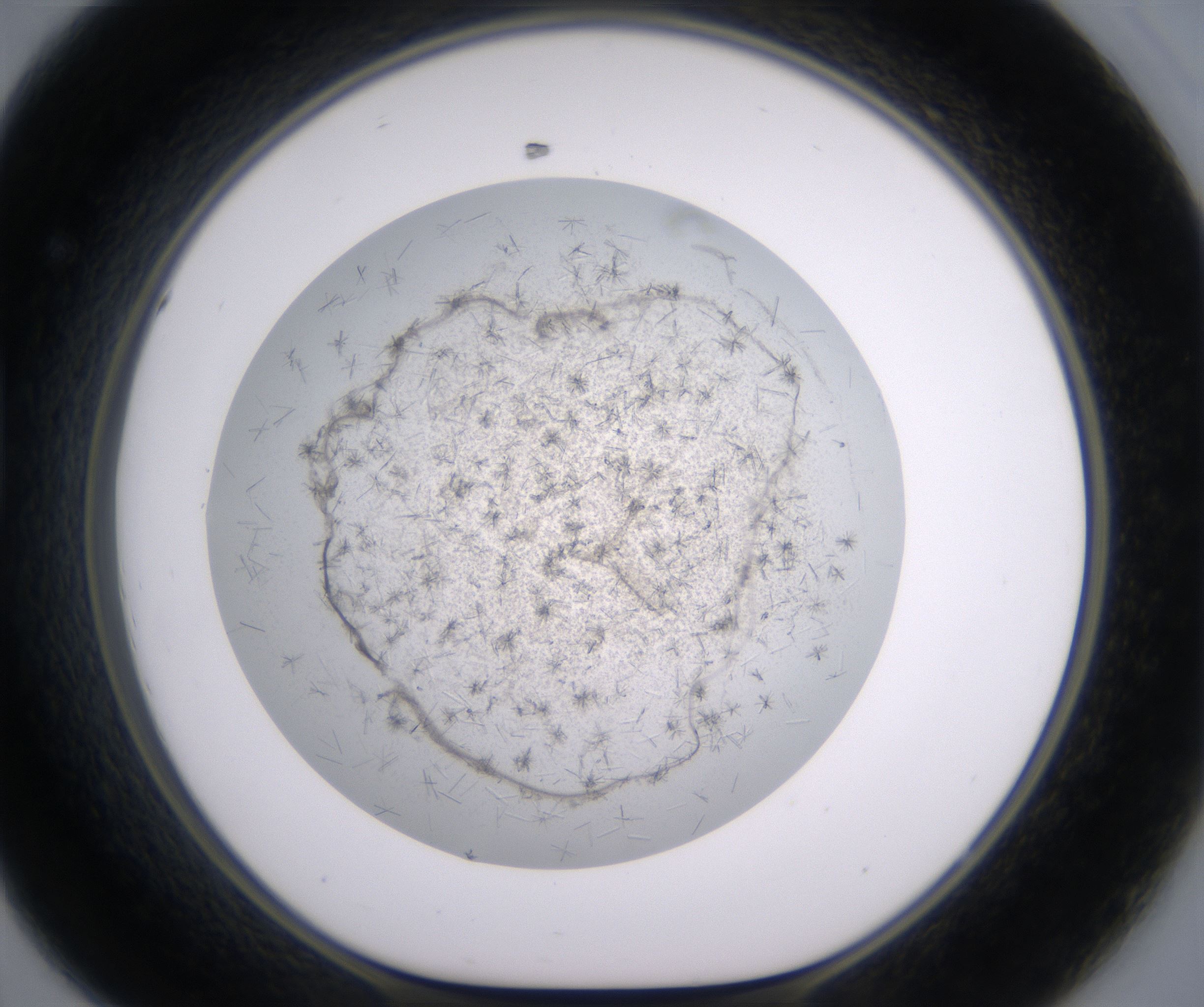 D8_HighResolution_Crystal_1.jpg