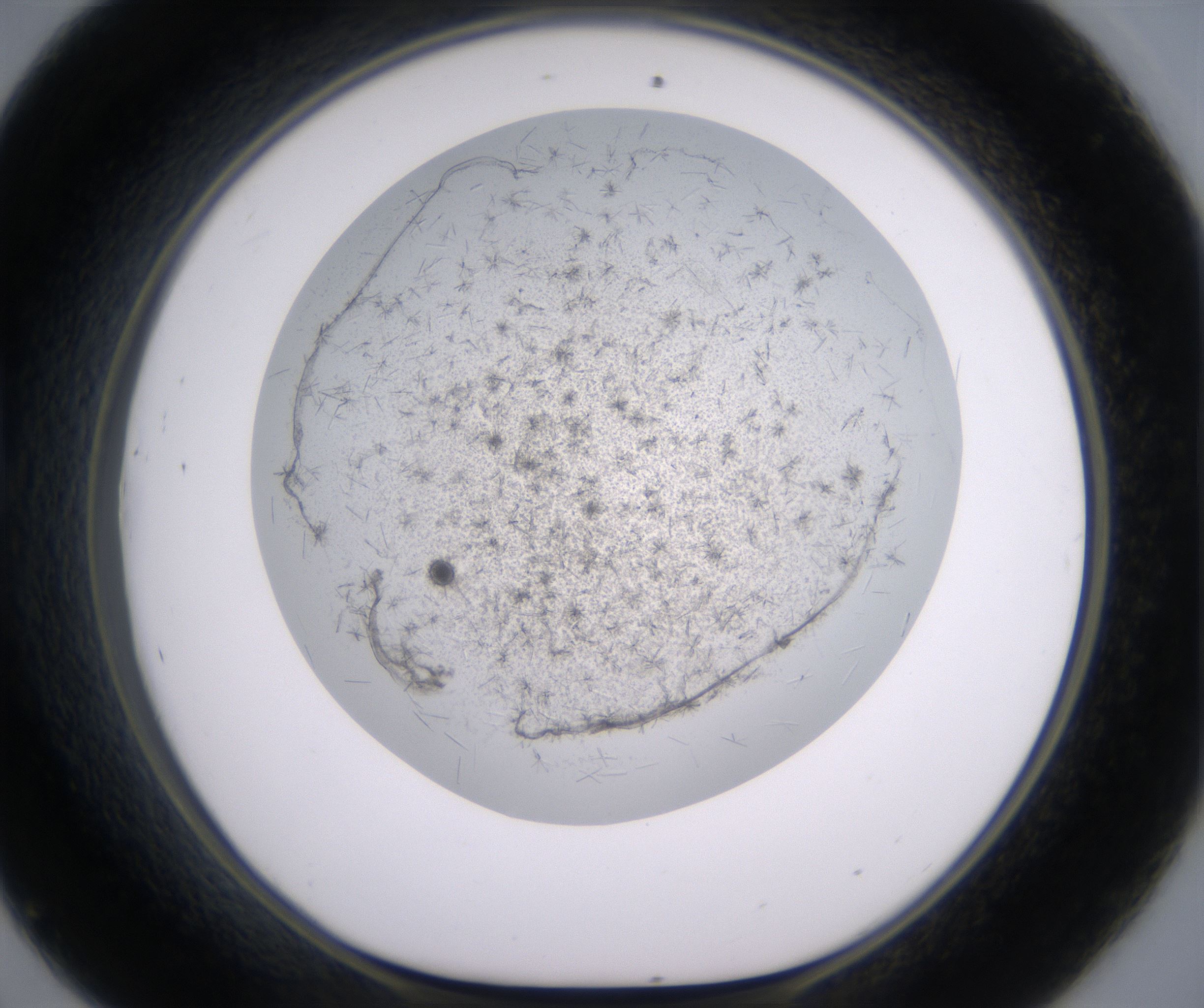 D9_HighResolution_Crystal_1.jpg