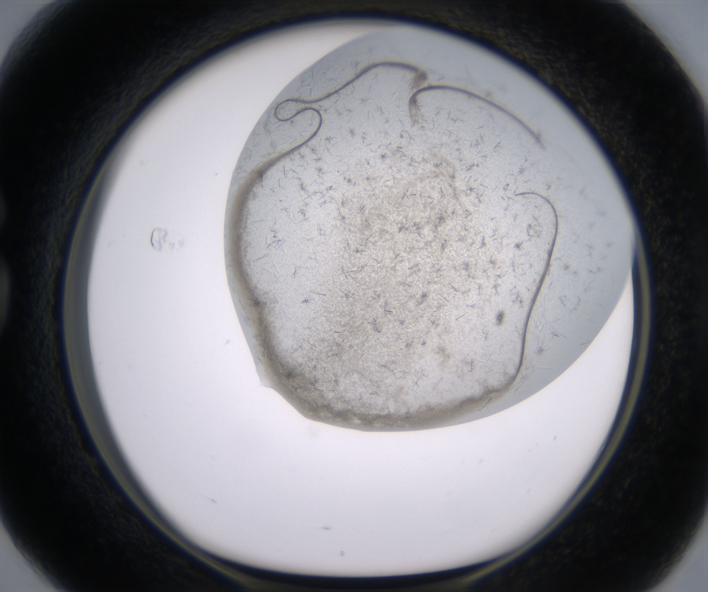G4_HighResolution_Crystal_1.jpg
