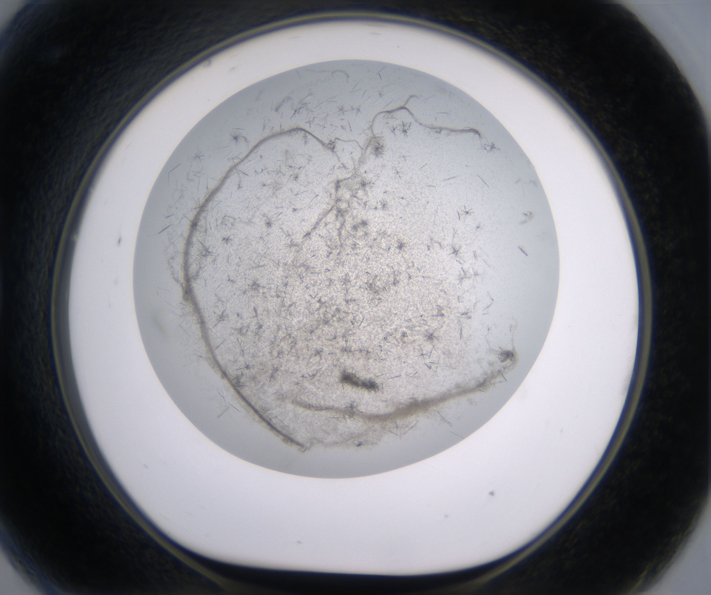 G9_HighResolution_Crystal_1.jpg