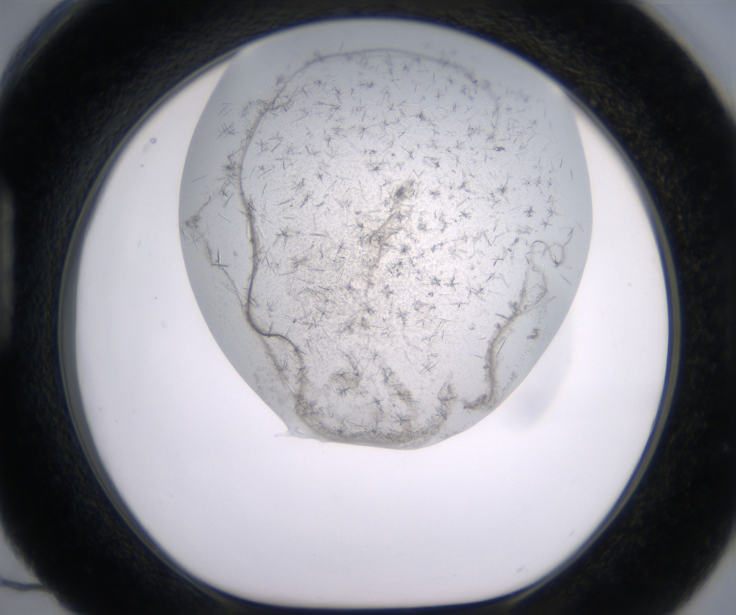 H4_HighResolution_Crystal_1.jpg