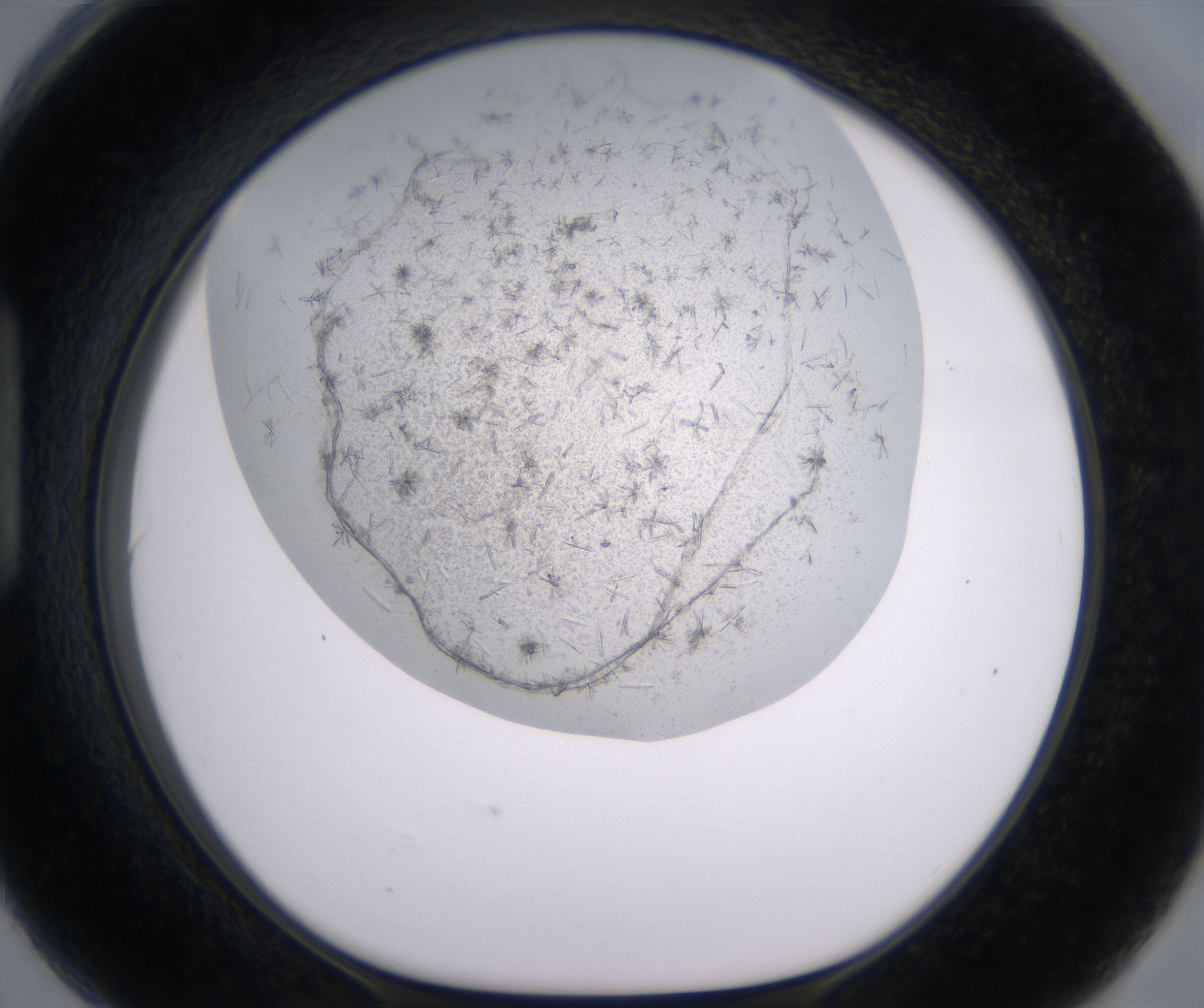 H6_HighResolution_Crystal_1.jpg