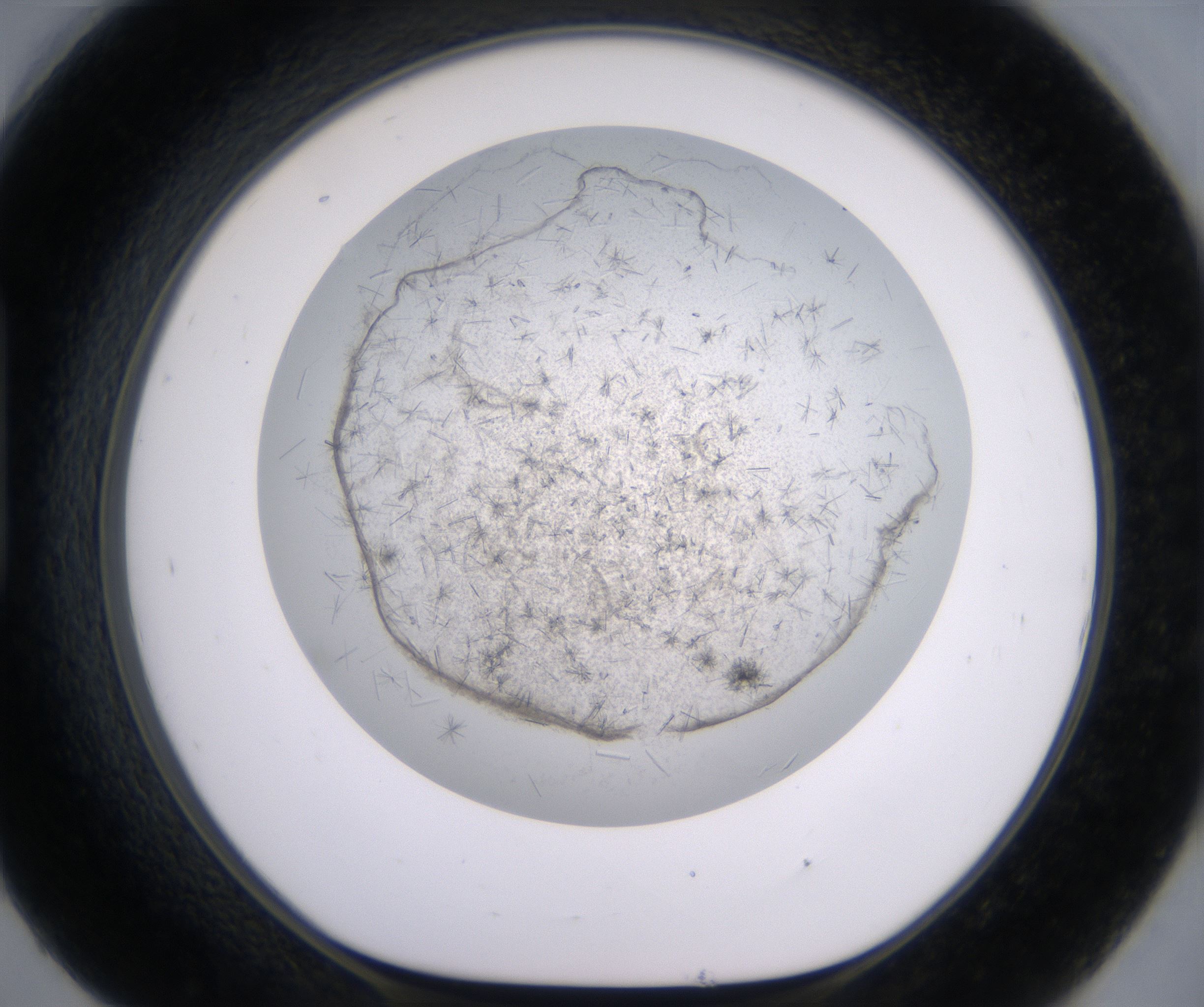 H9_HighResolution_Crystal_1.jpg