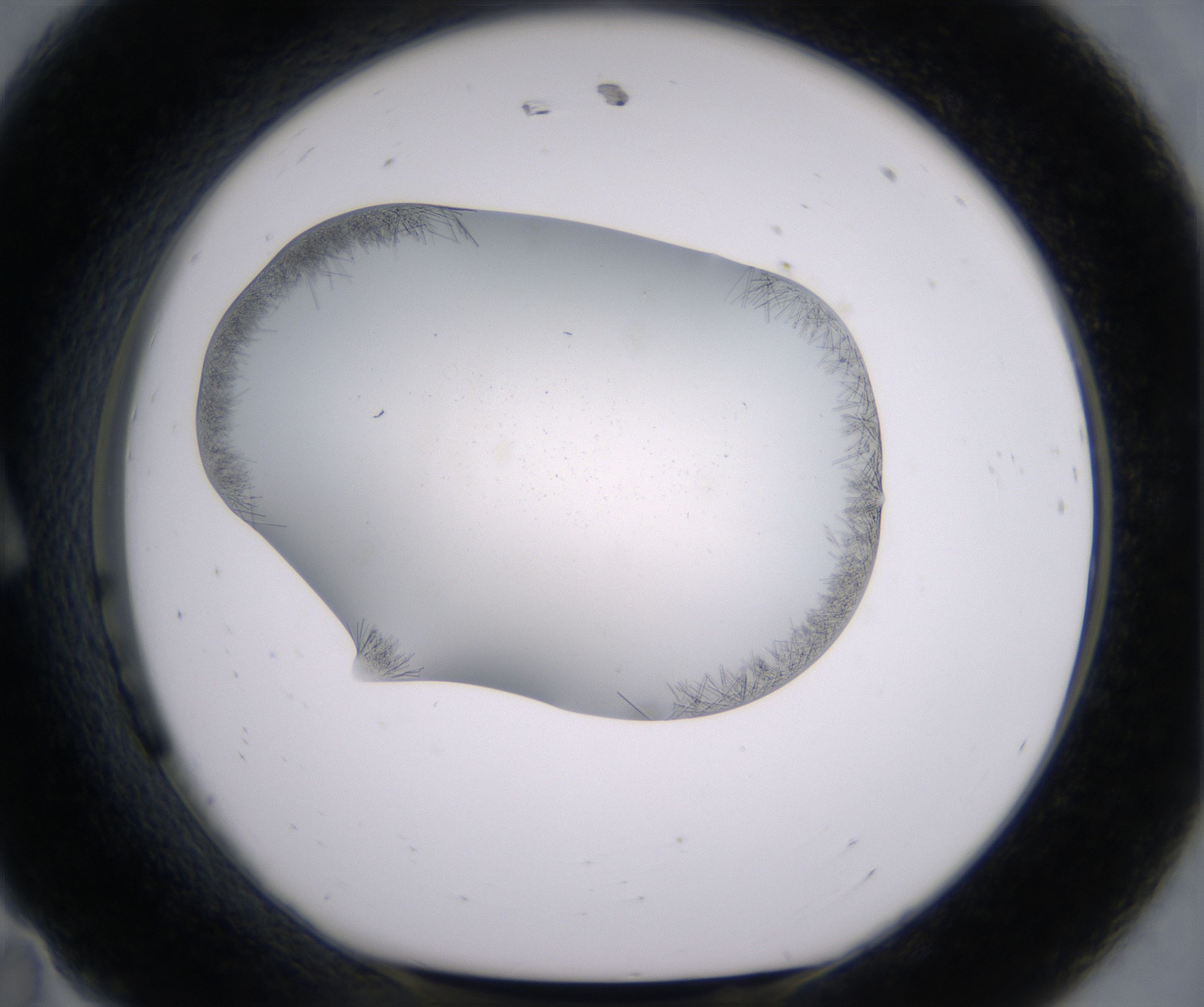 A11_HighResolution_Crystal_1.jpg
