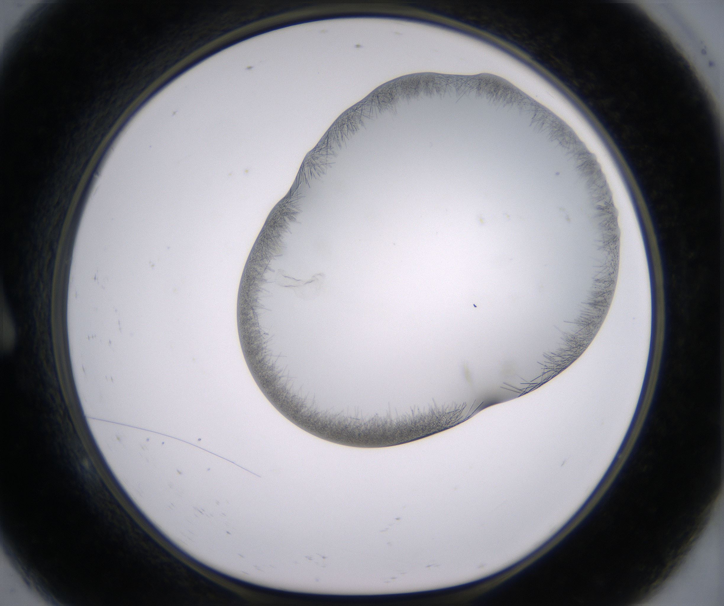A9_HighResolution_Crystal_1.jpg