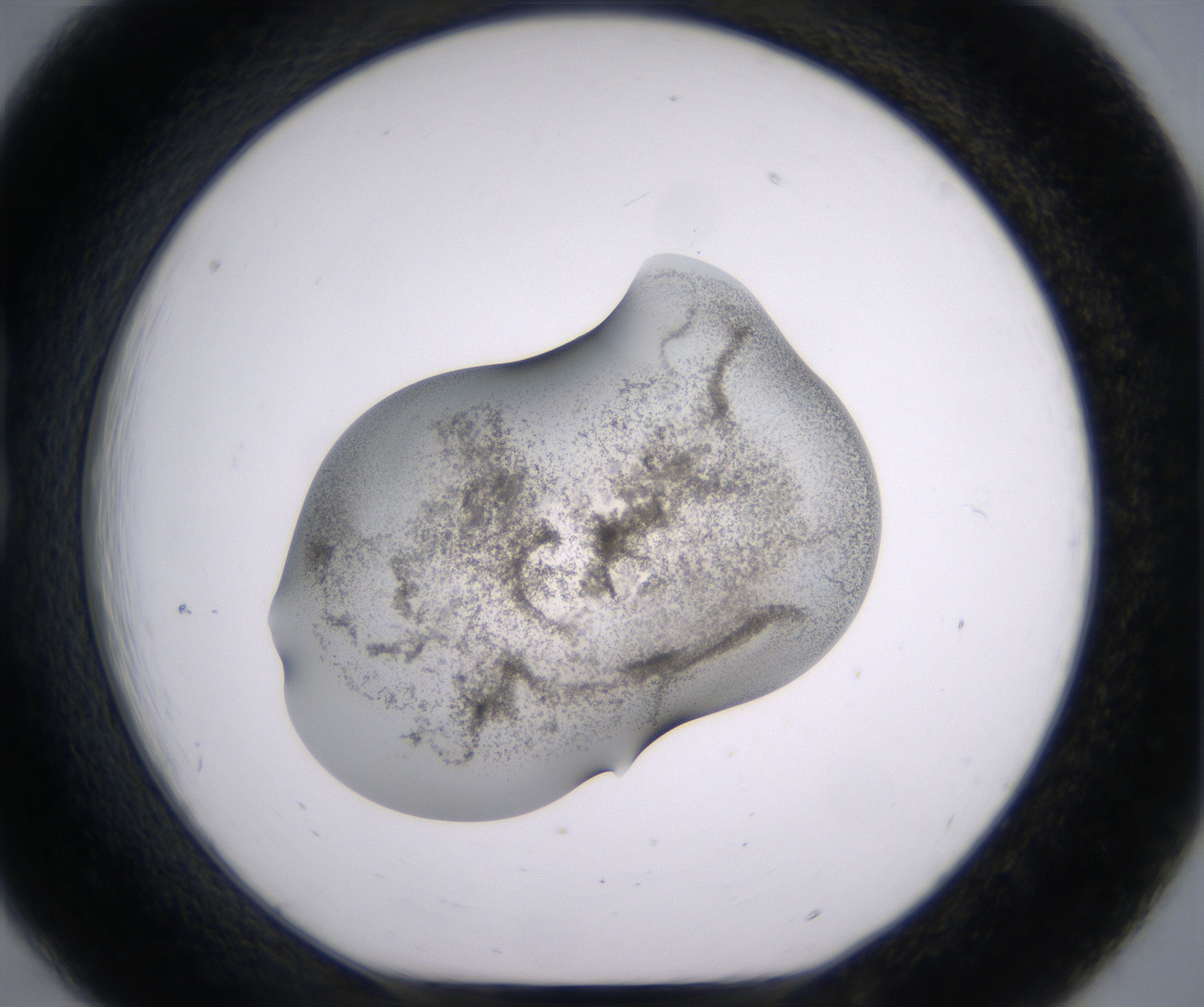 B6_HighResolution_Precipitate_1.jpg