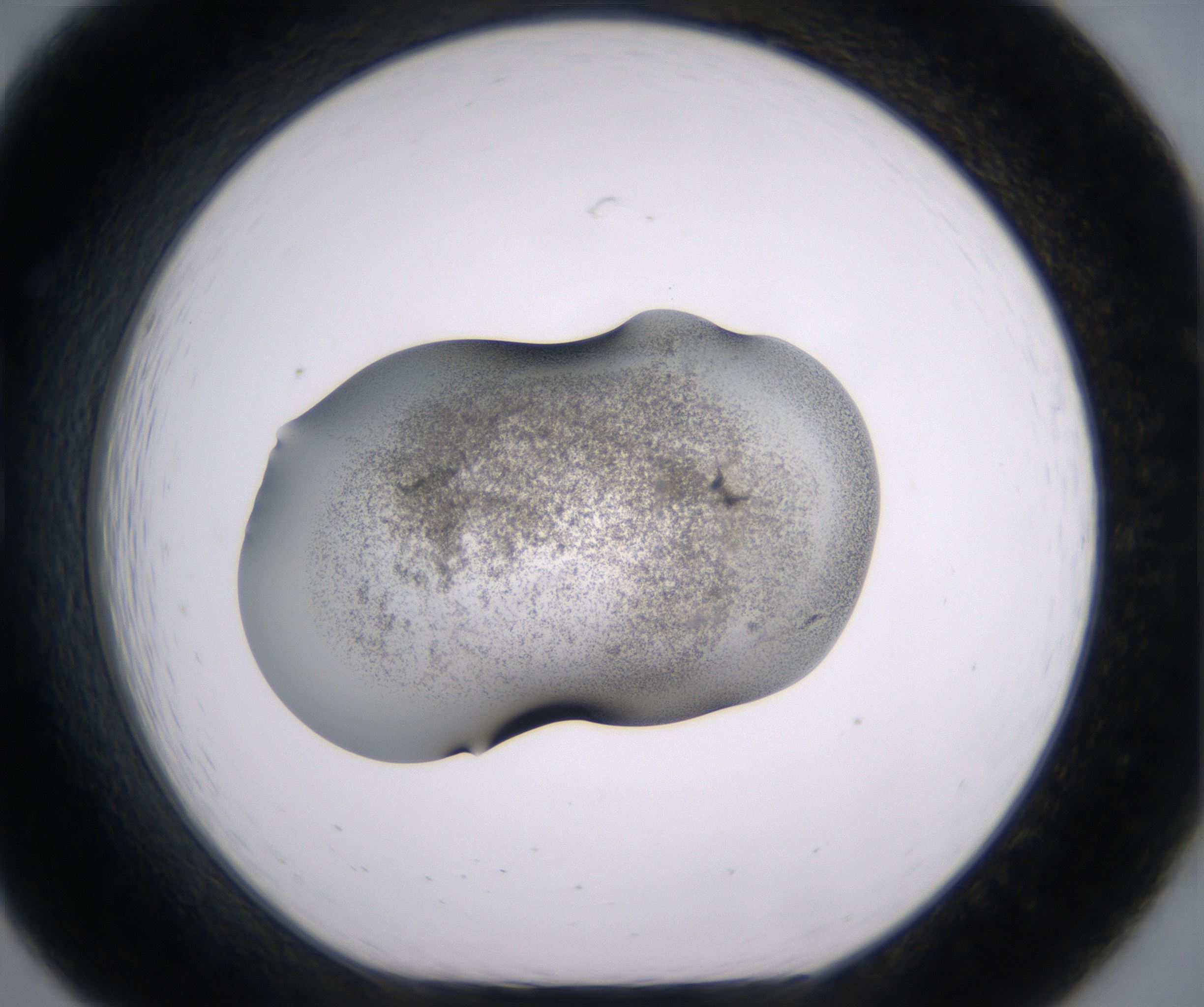 B7_HighResolution_Precipitate_1.jpg