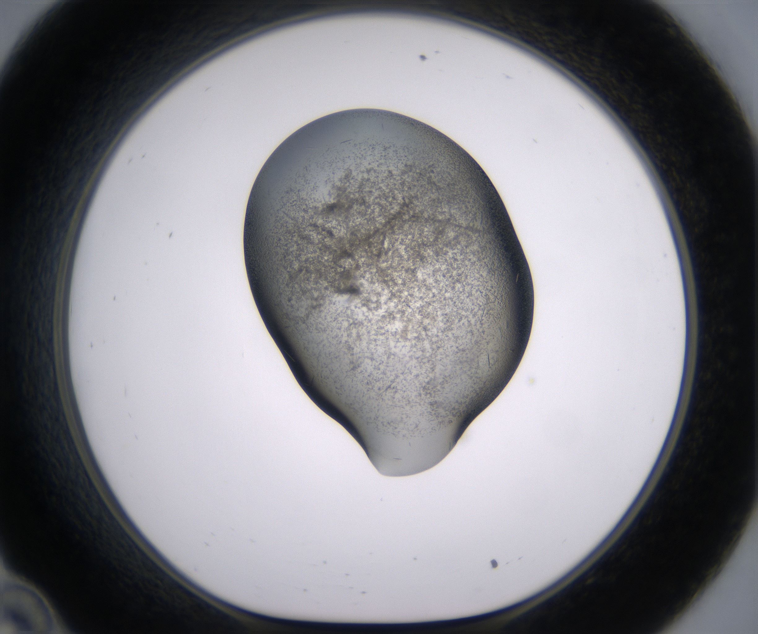 C10_HighResolution_Crystal_1.jpg