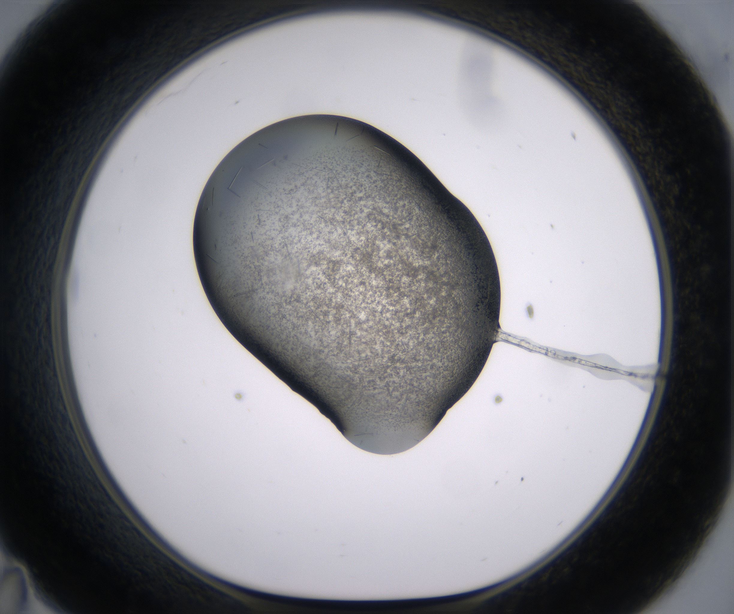 C11_HighResolution_Crystal_1.jpg