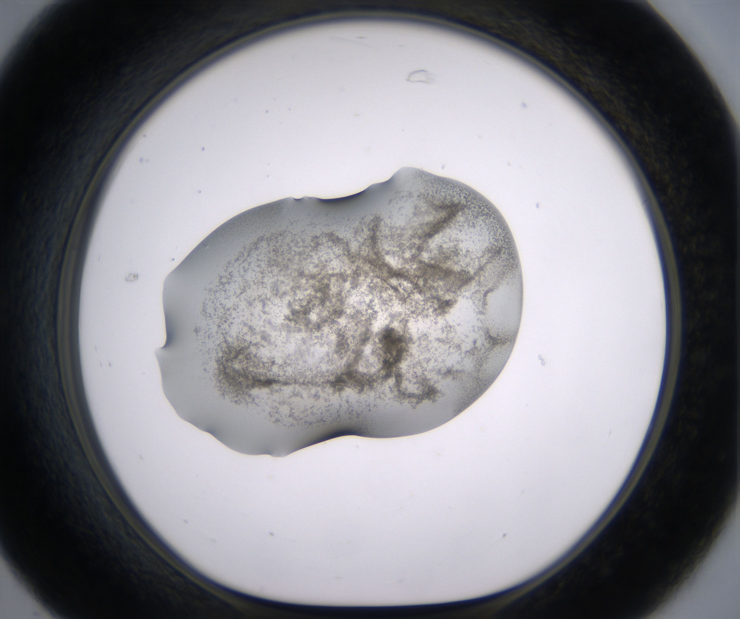 C7_HighResolution_Precipitate_1.jpg