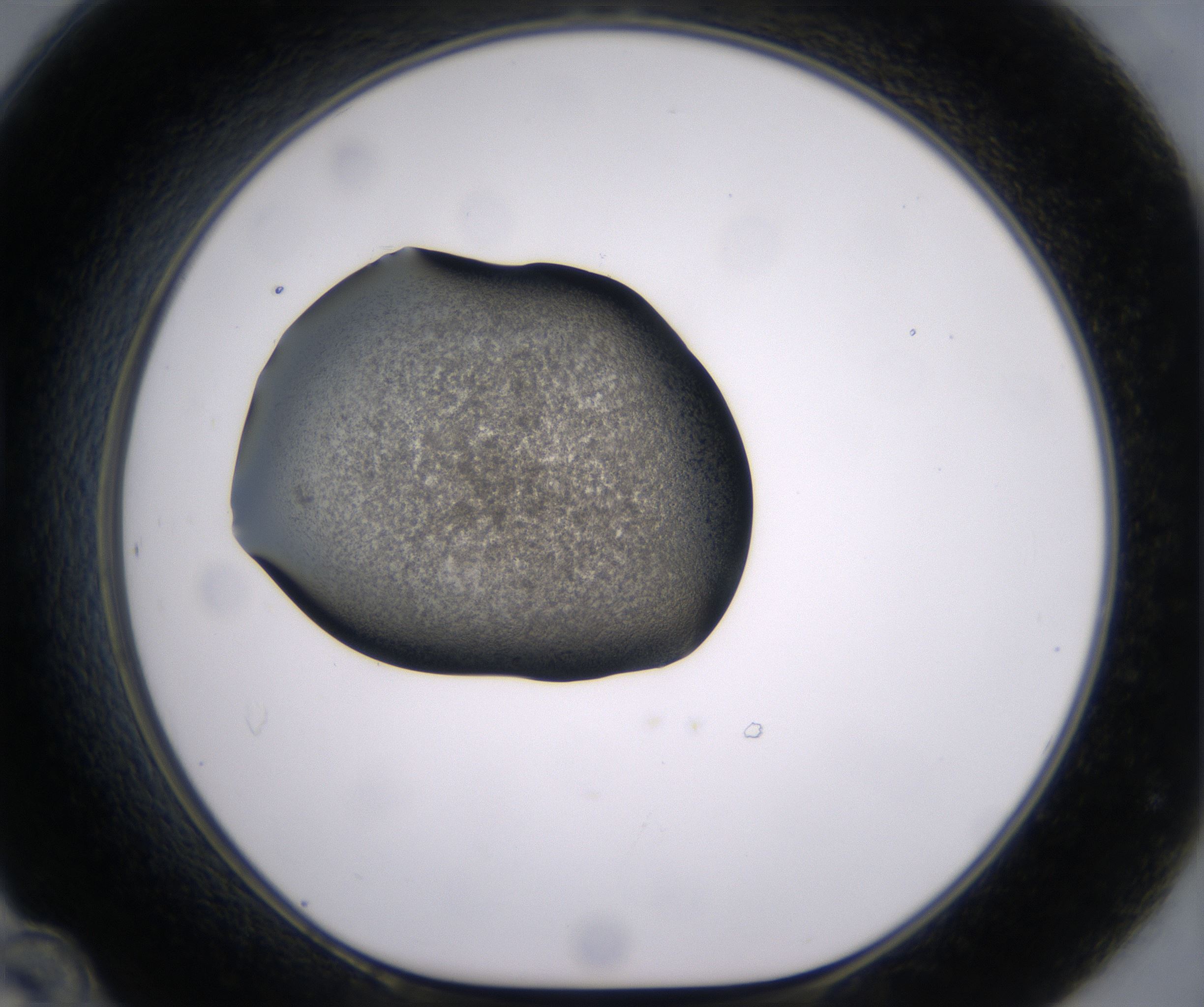 D12_HighResolution_Precipitate_1.jpg