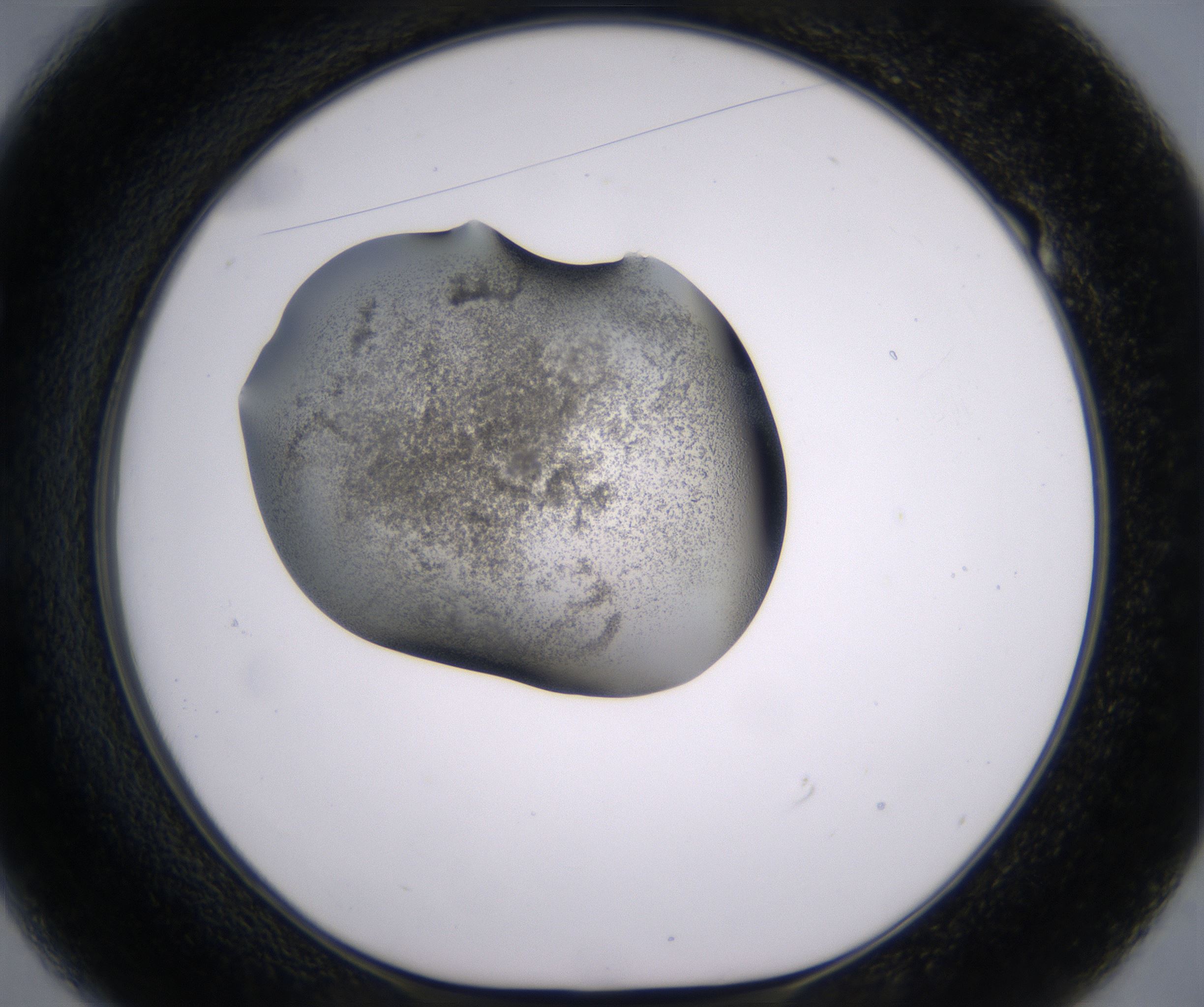 E1_HighResolution_Precipitate_1.jpg