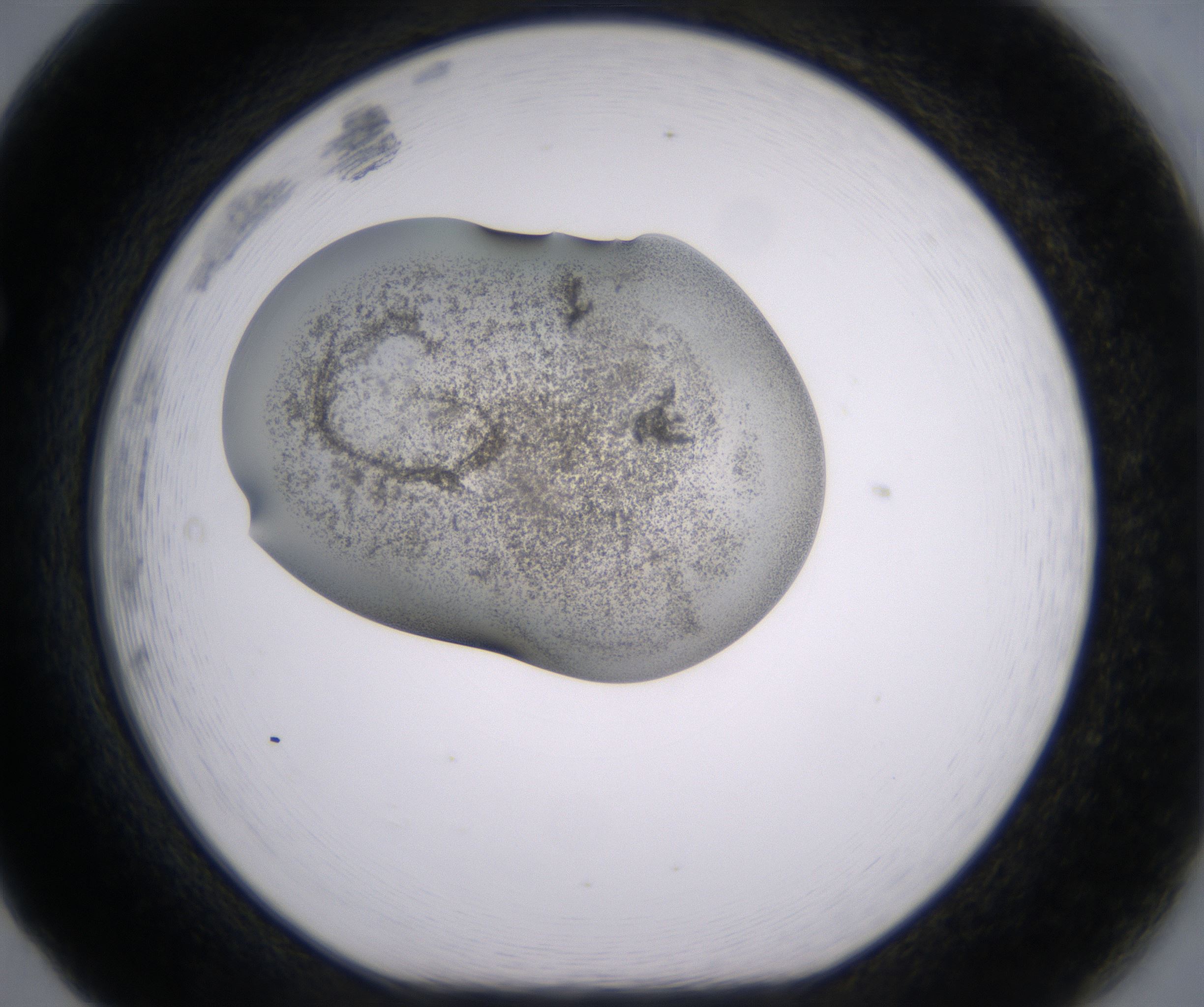 F5_HighResolution_Precipitate_1.jpg