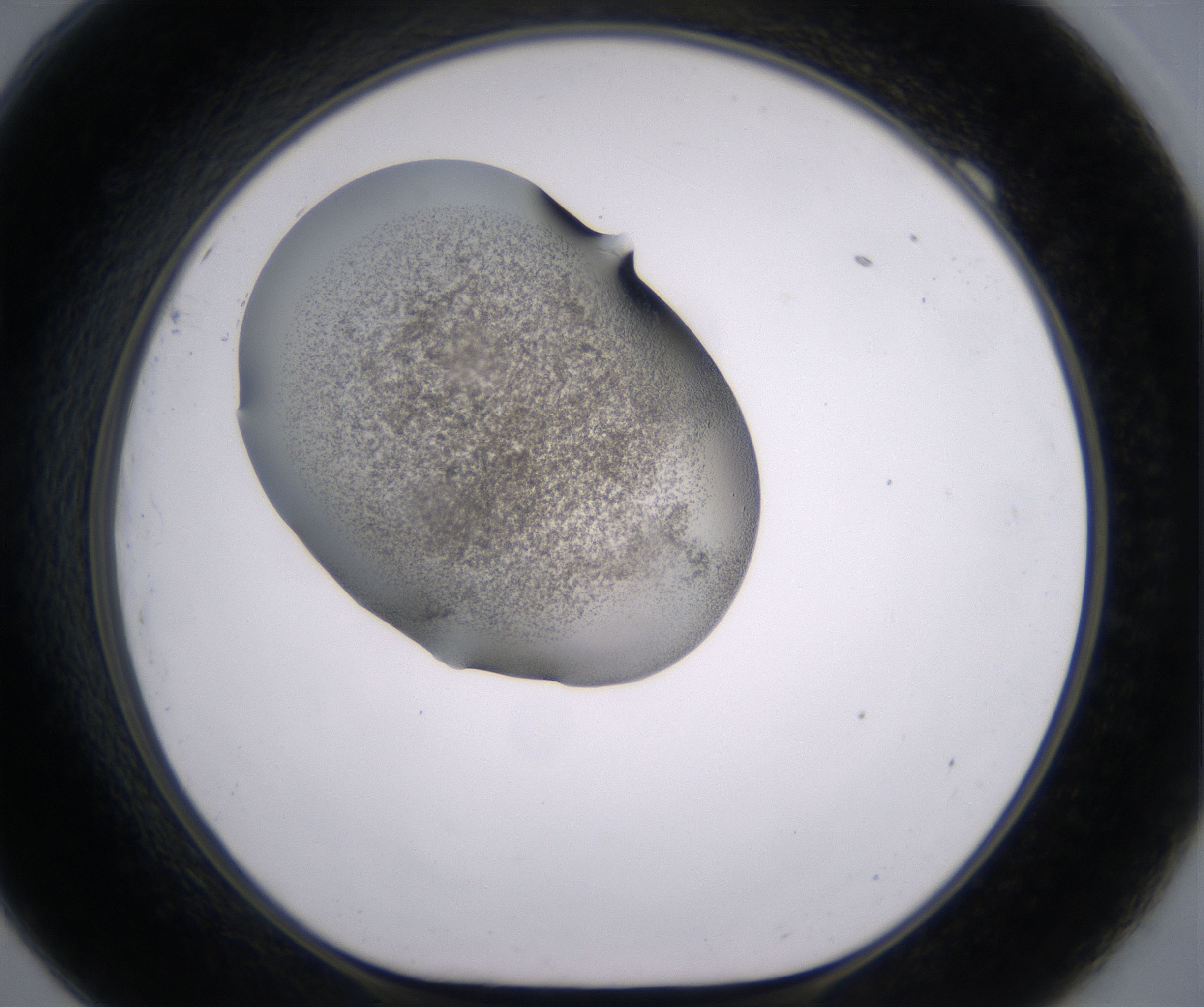 F9_HighResolution_Precipitate_1.jpg