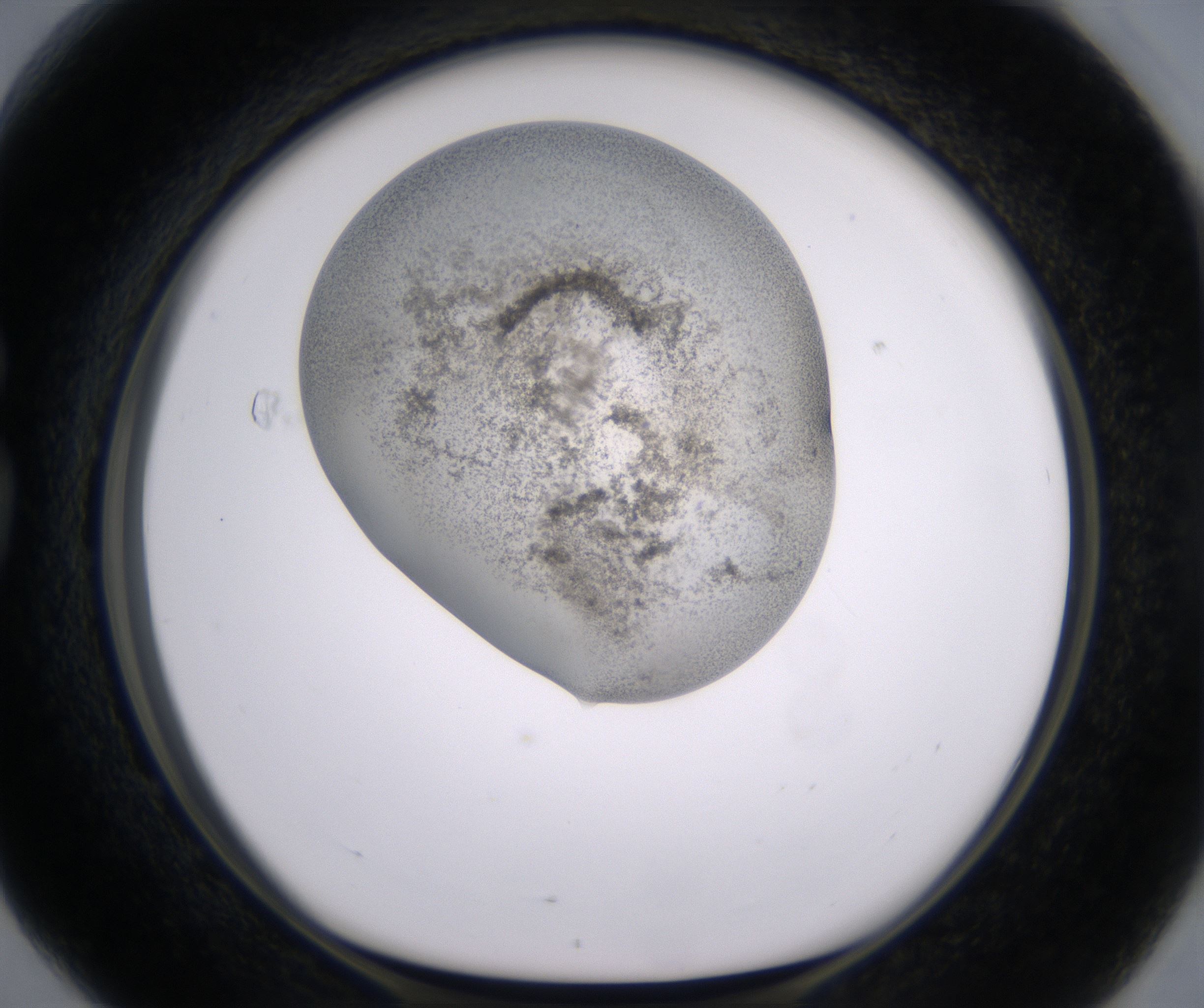 G4_HighResolution_Precipitate_1.jpg
