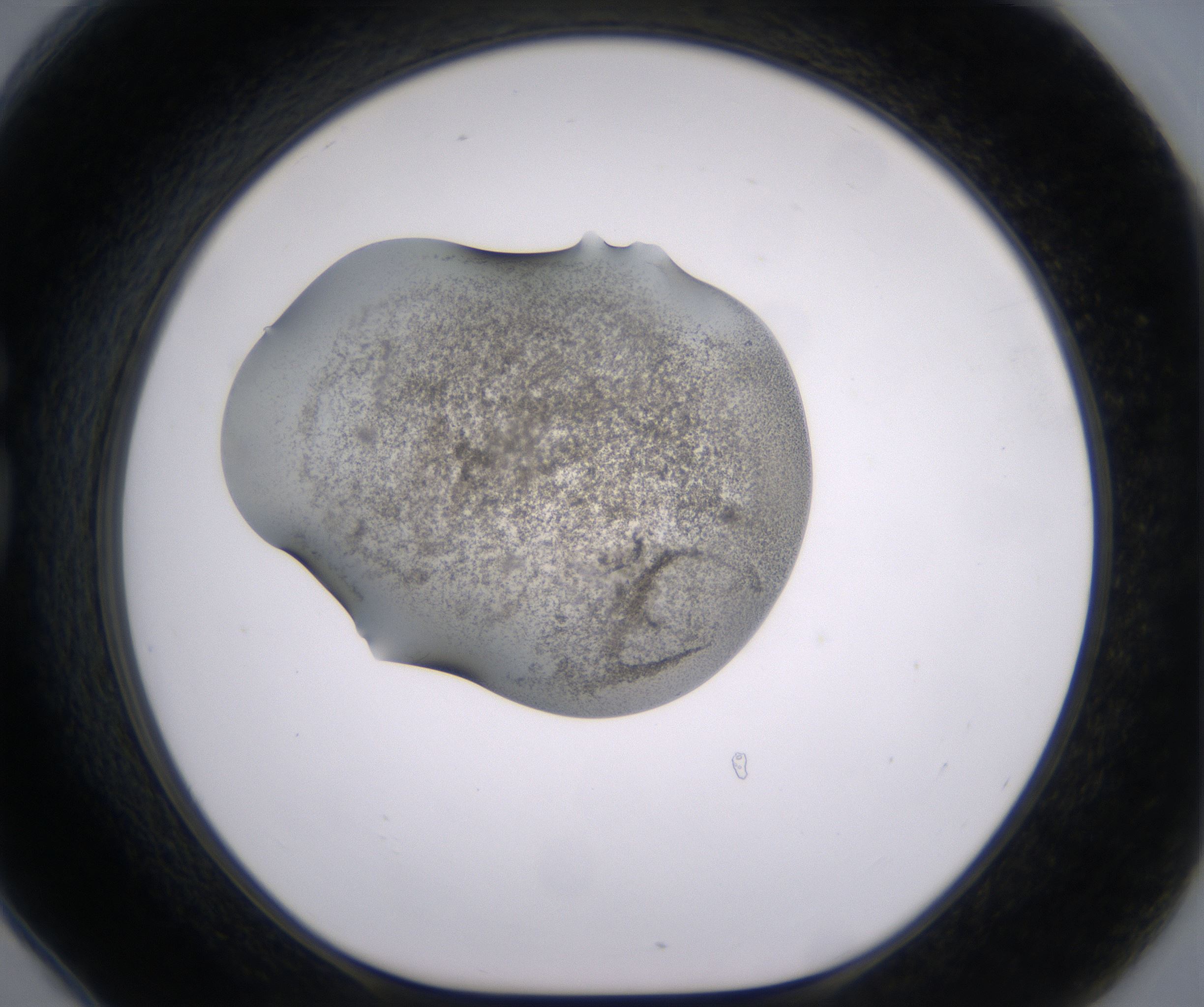 G6_HighResolution_Precipitate_1.jpg