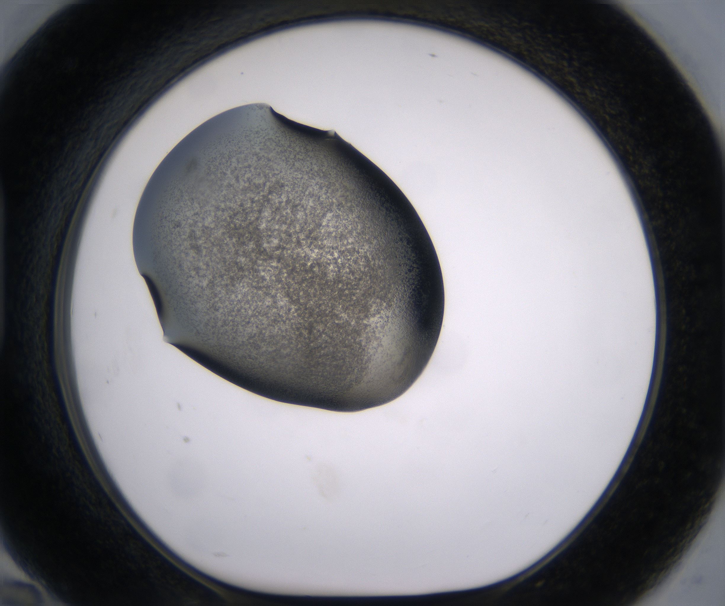 H10_HighResolution_Precipitate_1.jpg