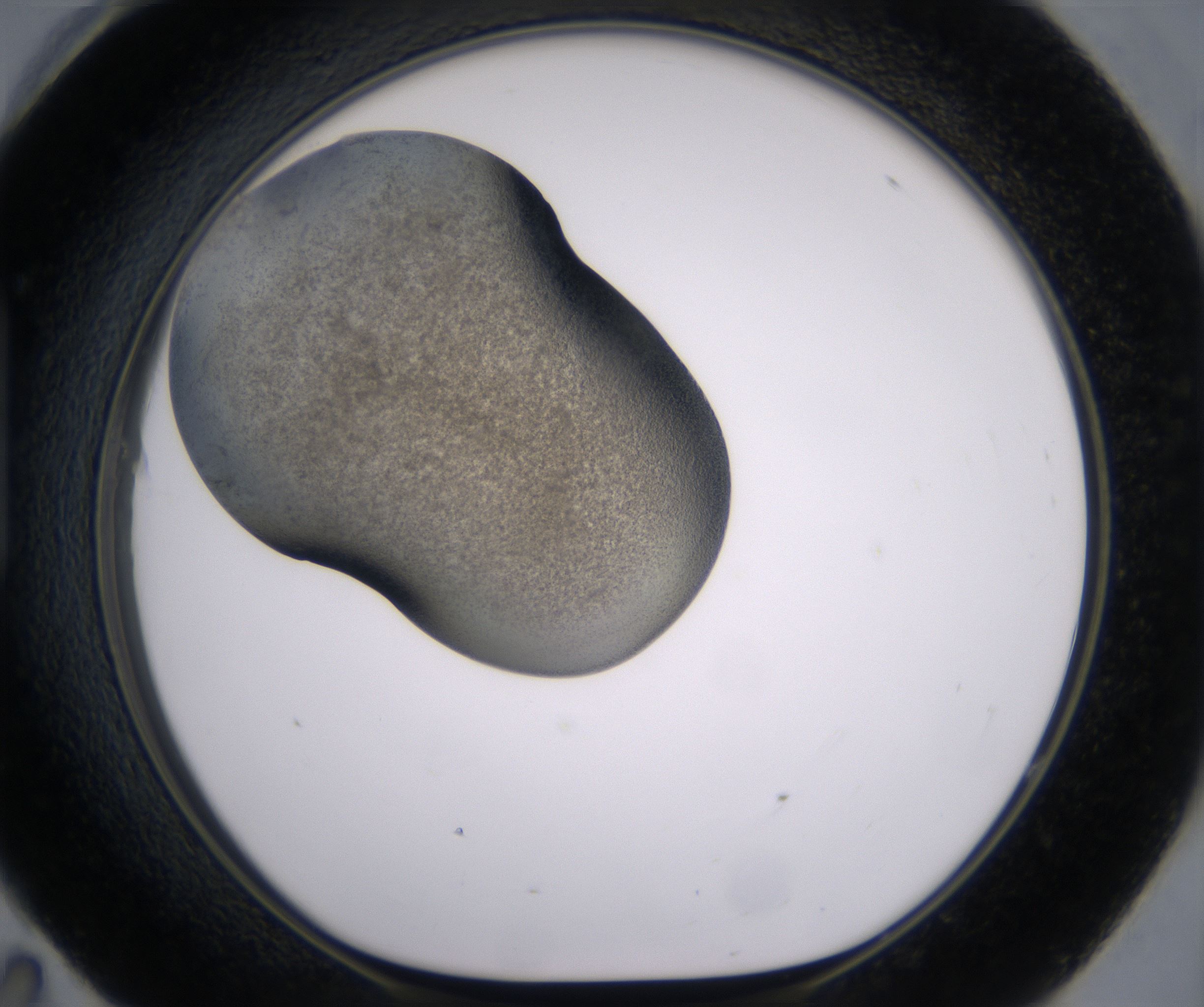 H11_HighResolution_Precipitate_1.jpg