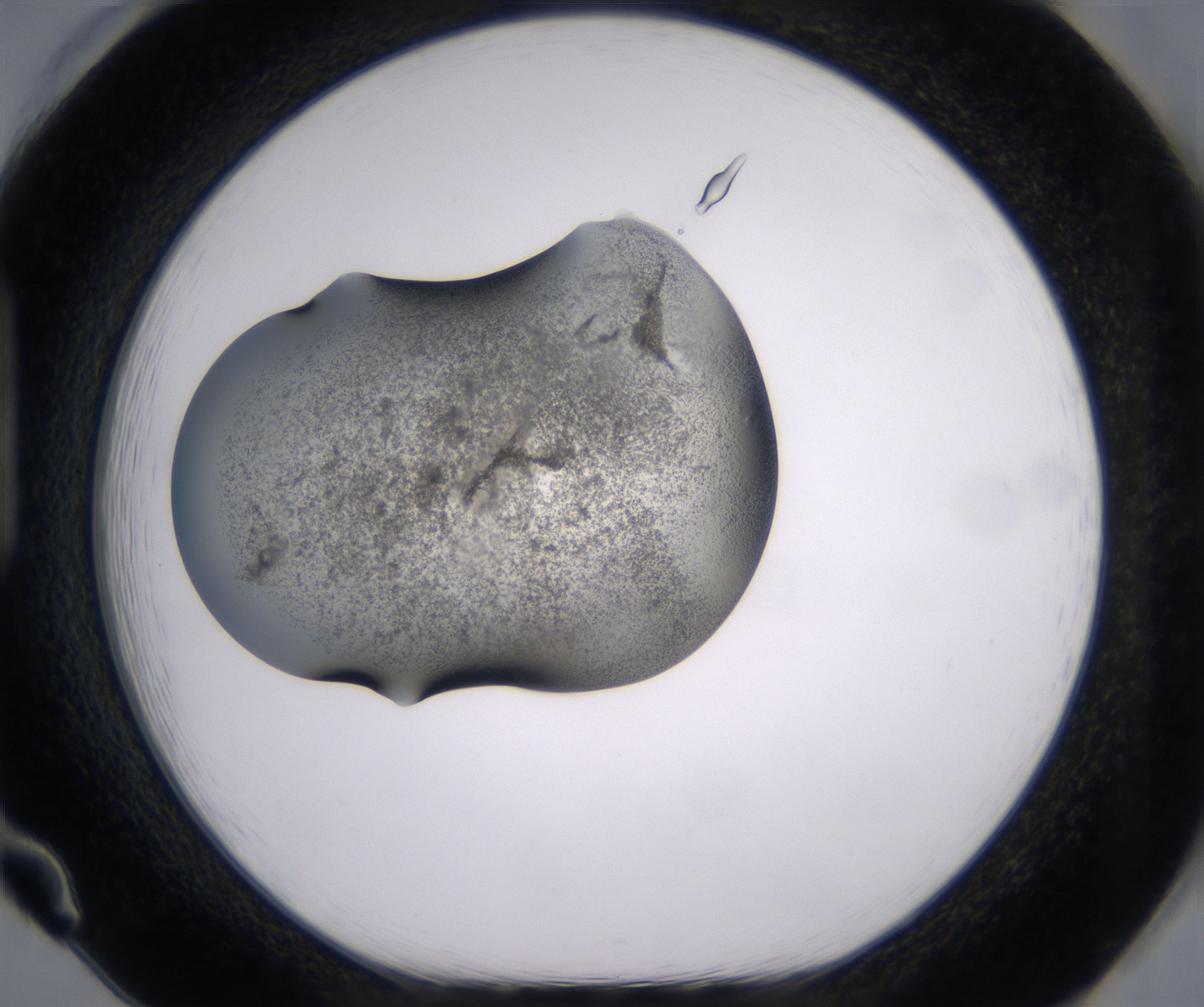 H1_HighResolution_Precipitate_1.jpg