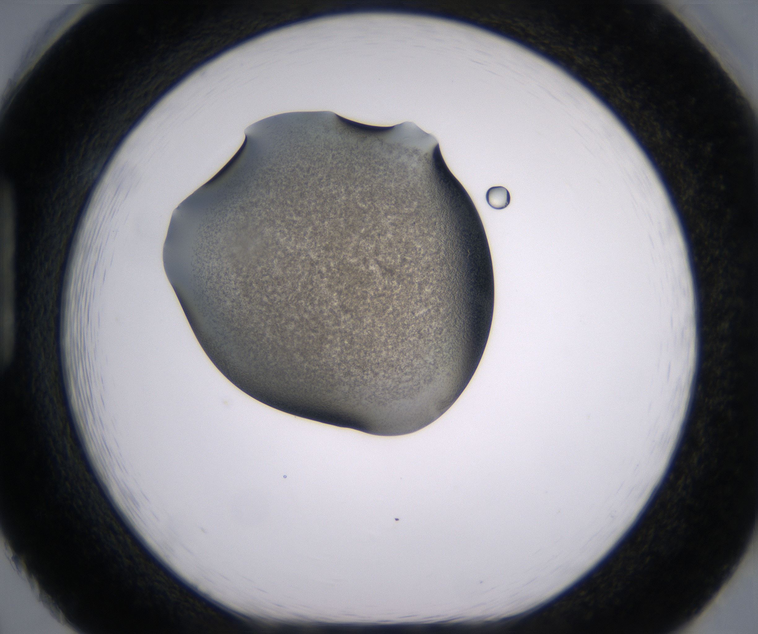 H2_HighResolution_Precipitate_1.jpg