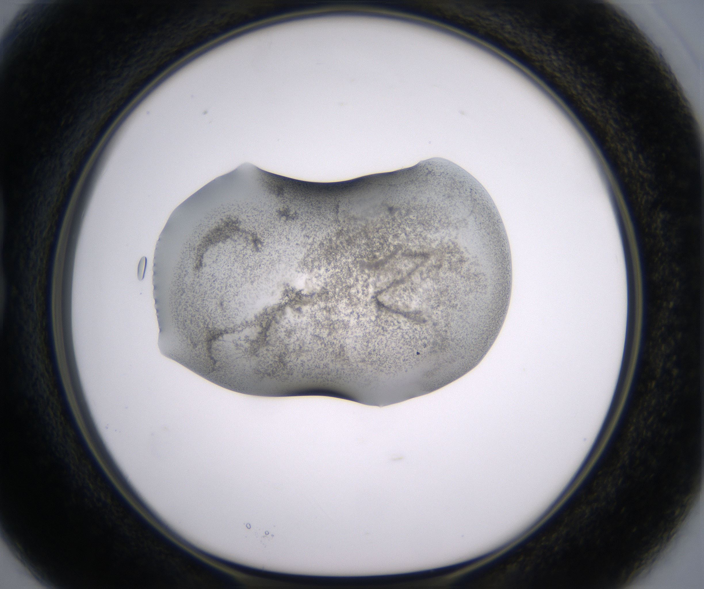 B3_HighResolution_Precipitate_1.jpg
