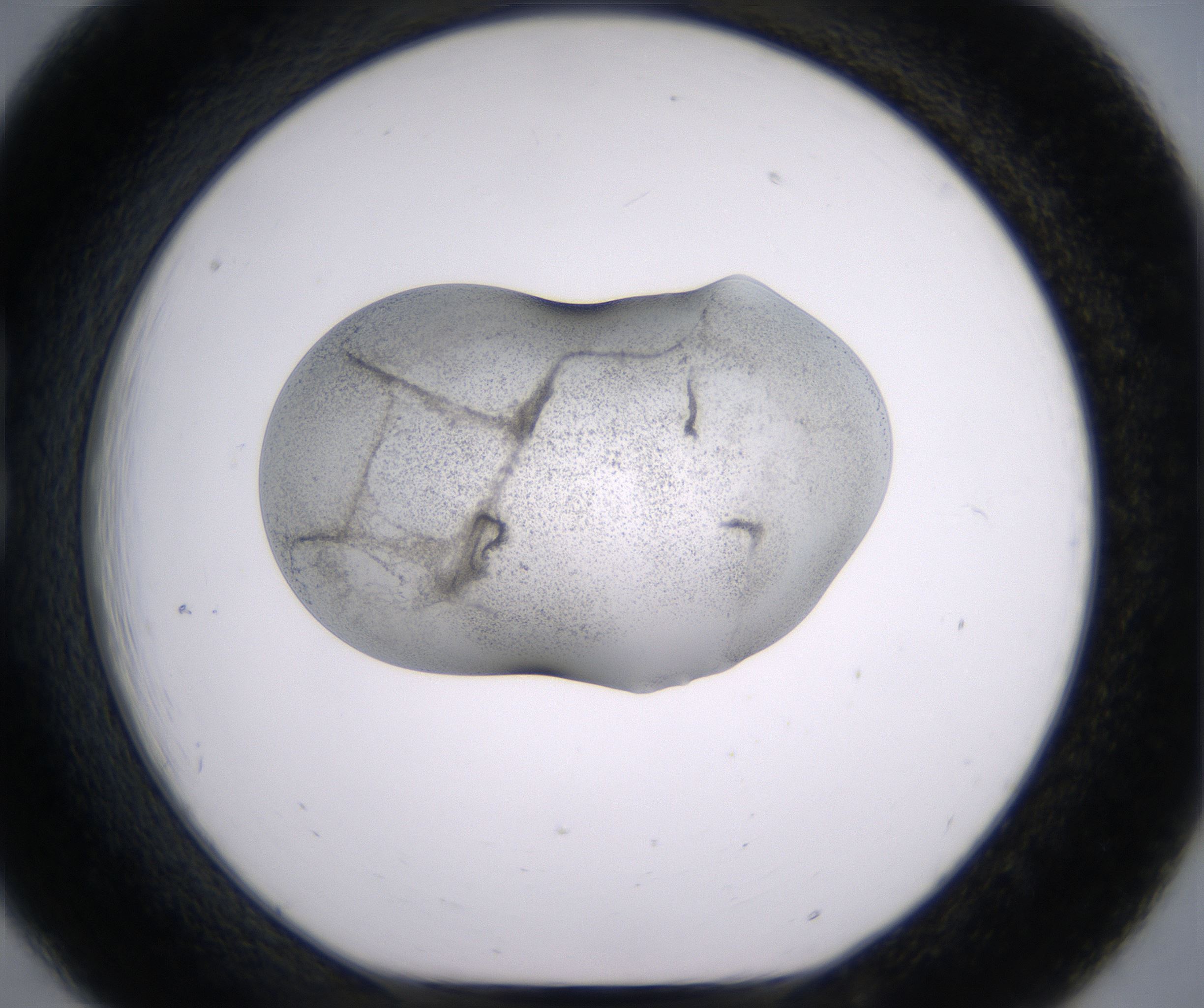 B6_HighResolution_Precipitate_1.jpg